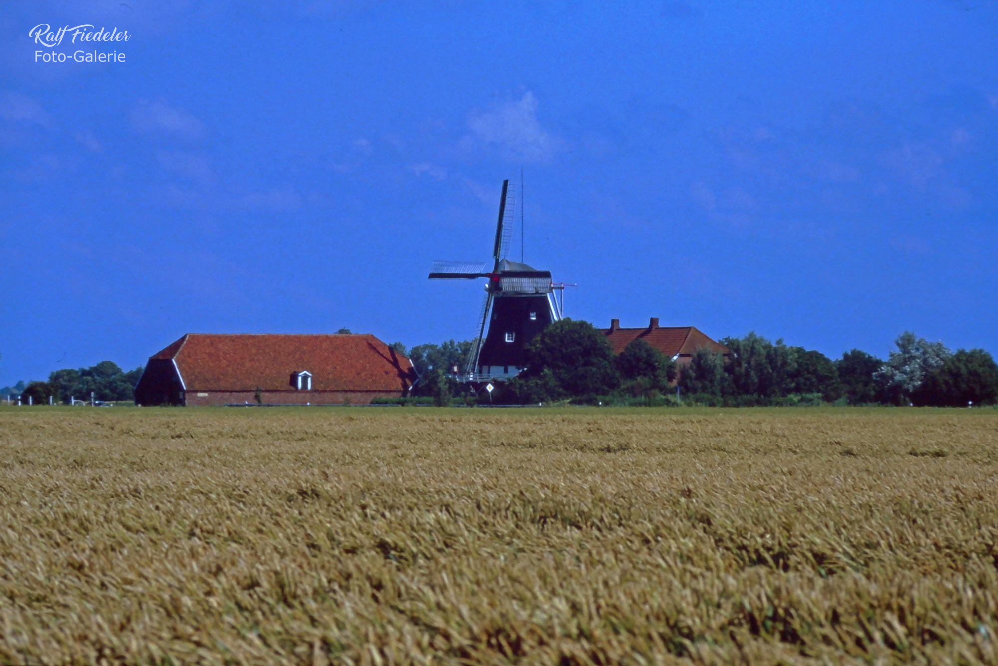 Seriemer Mühle bei Neuharlingersiel mit einem Kornfeld im Vordergrund