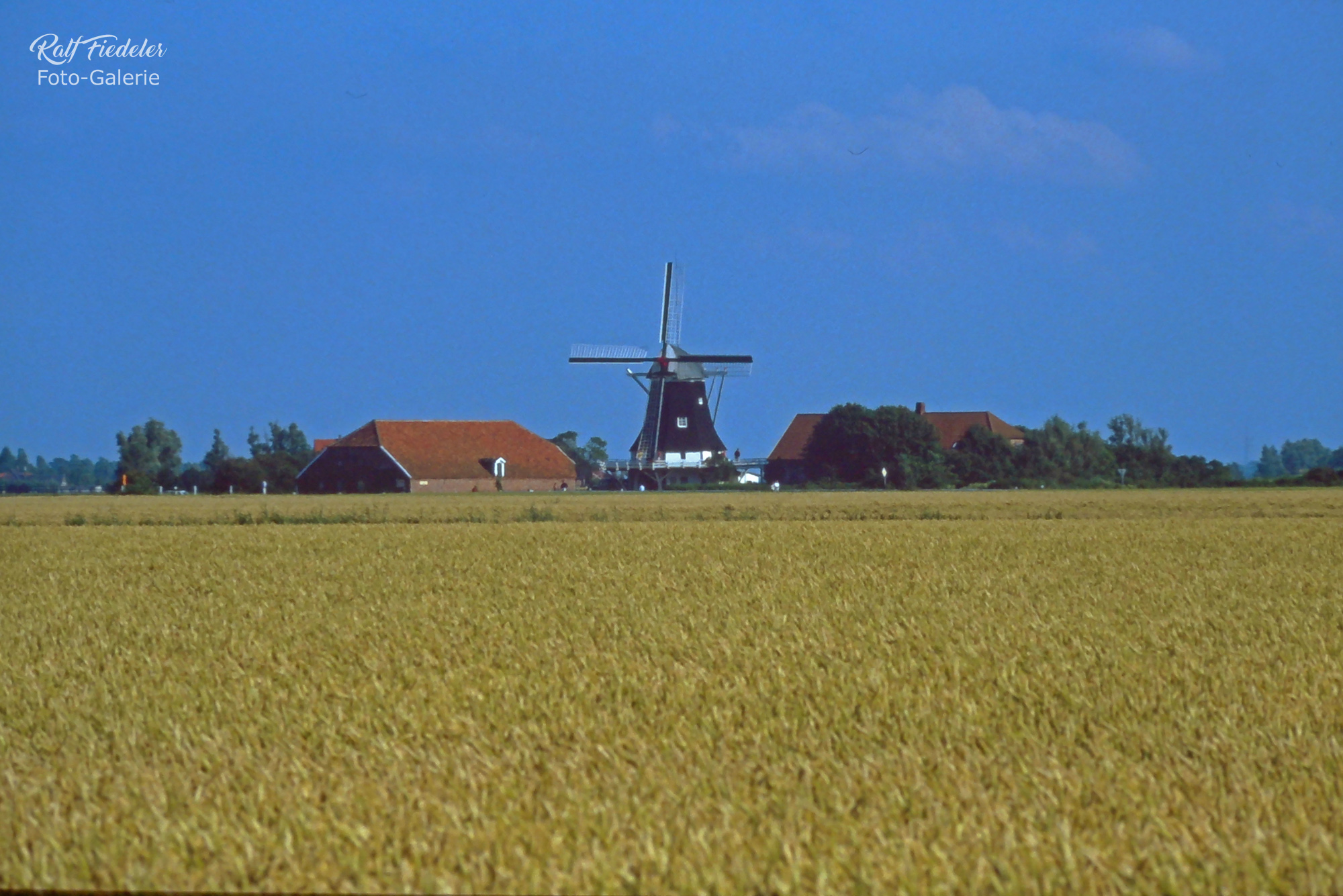 Seriemer Mühle bei Neuharlingersiel mit einem Kornfeld im Vordergrund