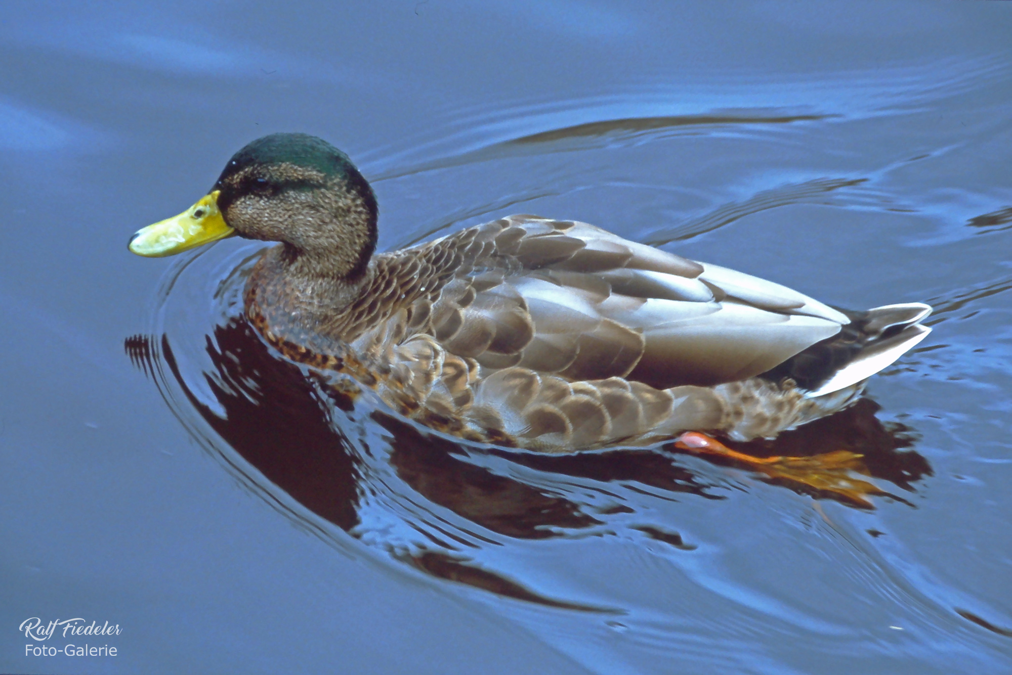 Ente schwimmt im Hafen von Emden