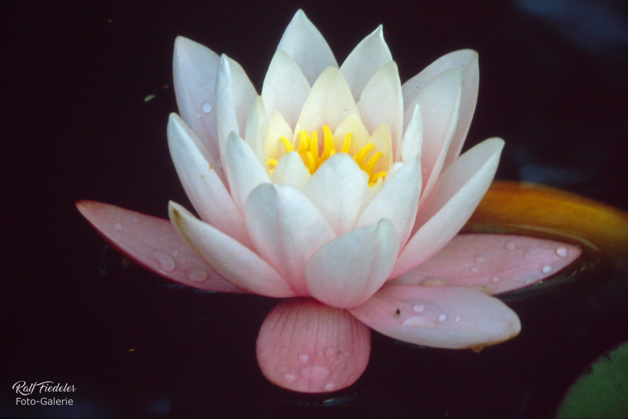 Teichrose mit Goldfisch in einem kleinen Teich