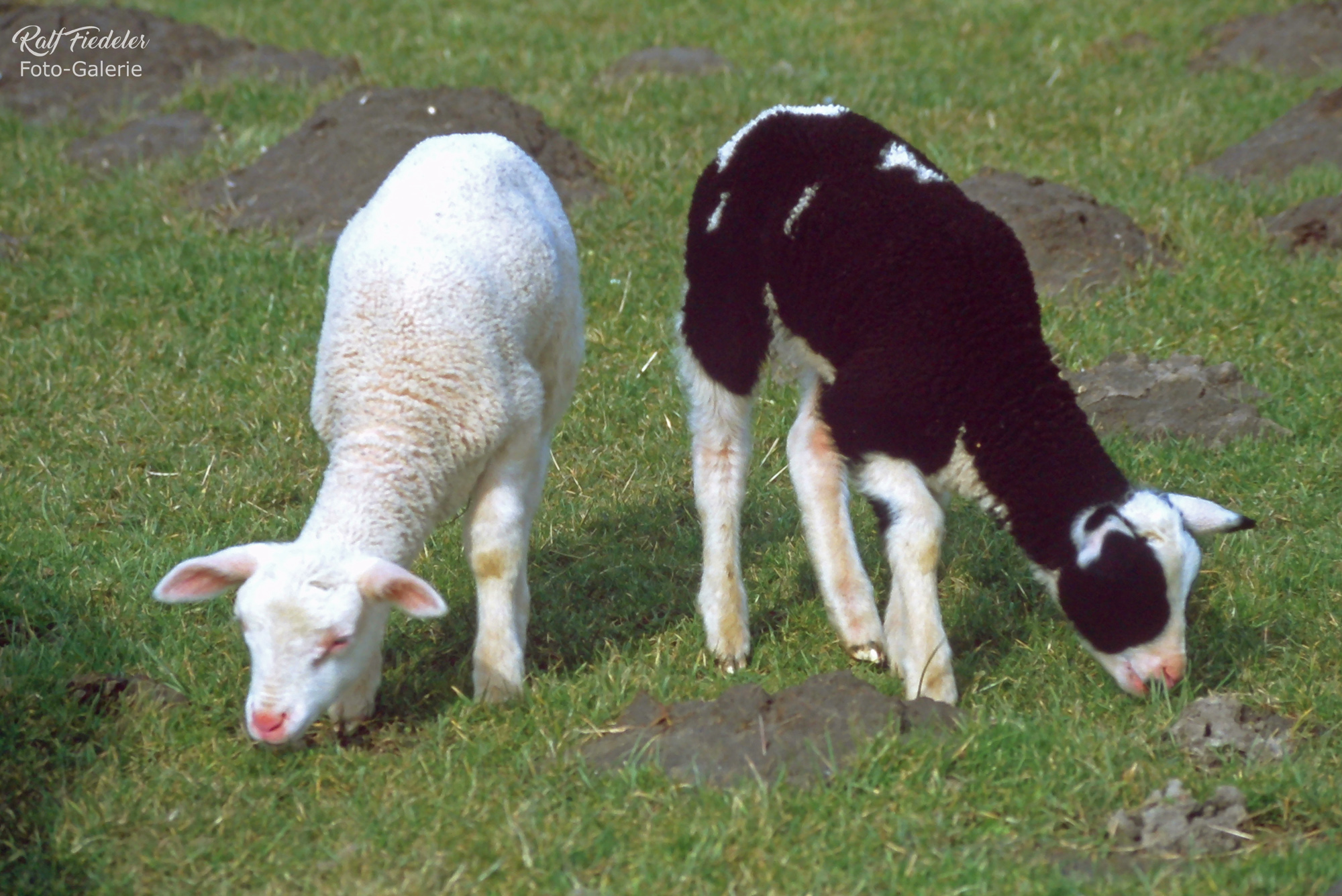 Schwarzes und weißes Deichlamm auf dem Deich in der Leybucht