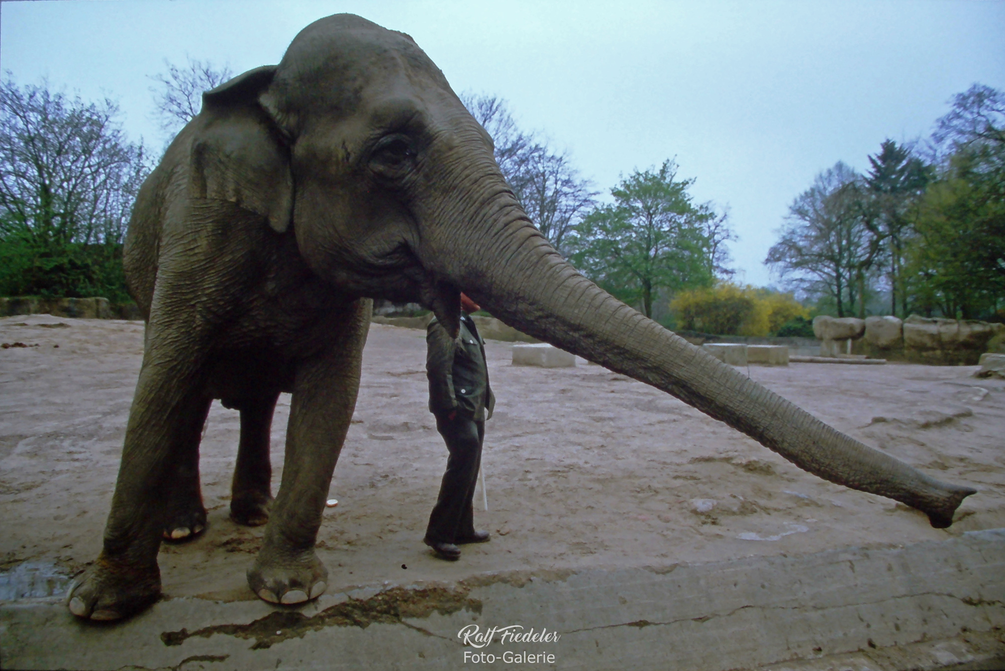 Ein Elefant mit langgestrecktem Rüssel in Hagenbecks Tierpark in Hamburg