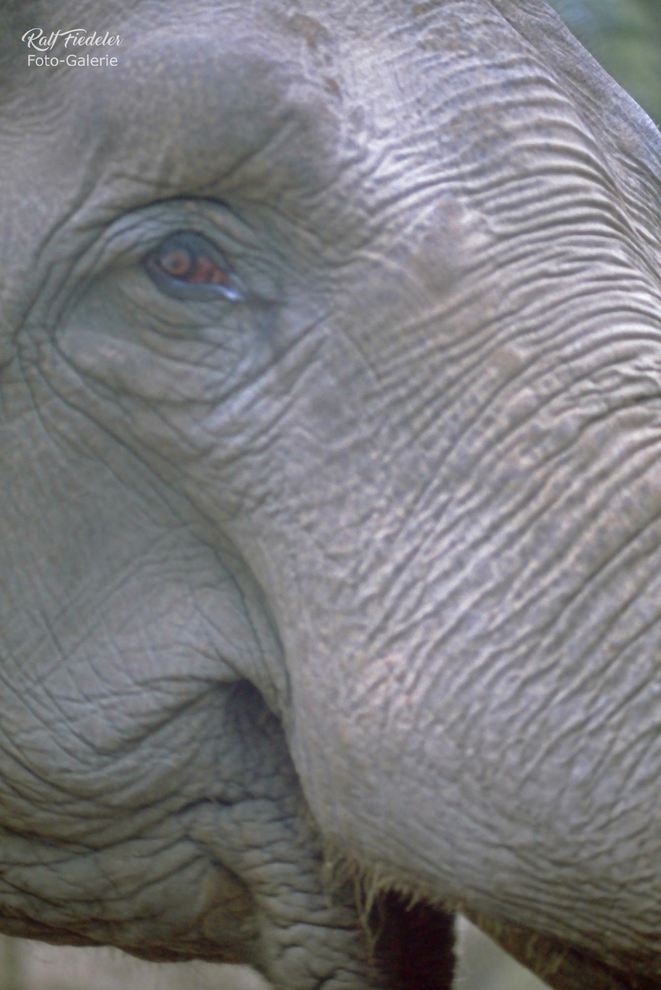 Das Auge eines Elefanten in Hagenbecks Tierpark in Hamburg