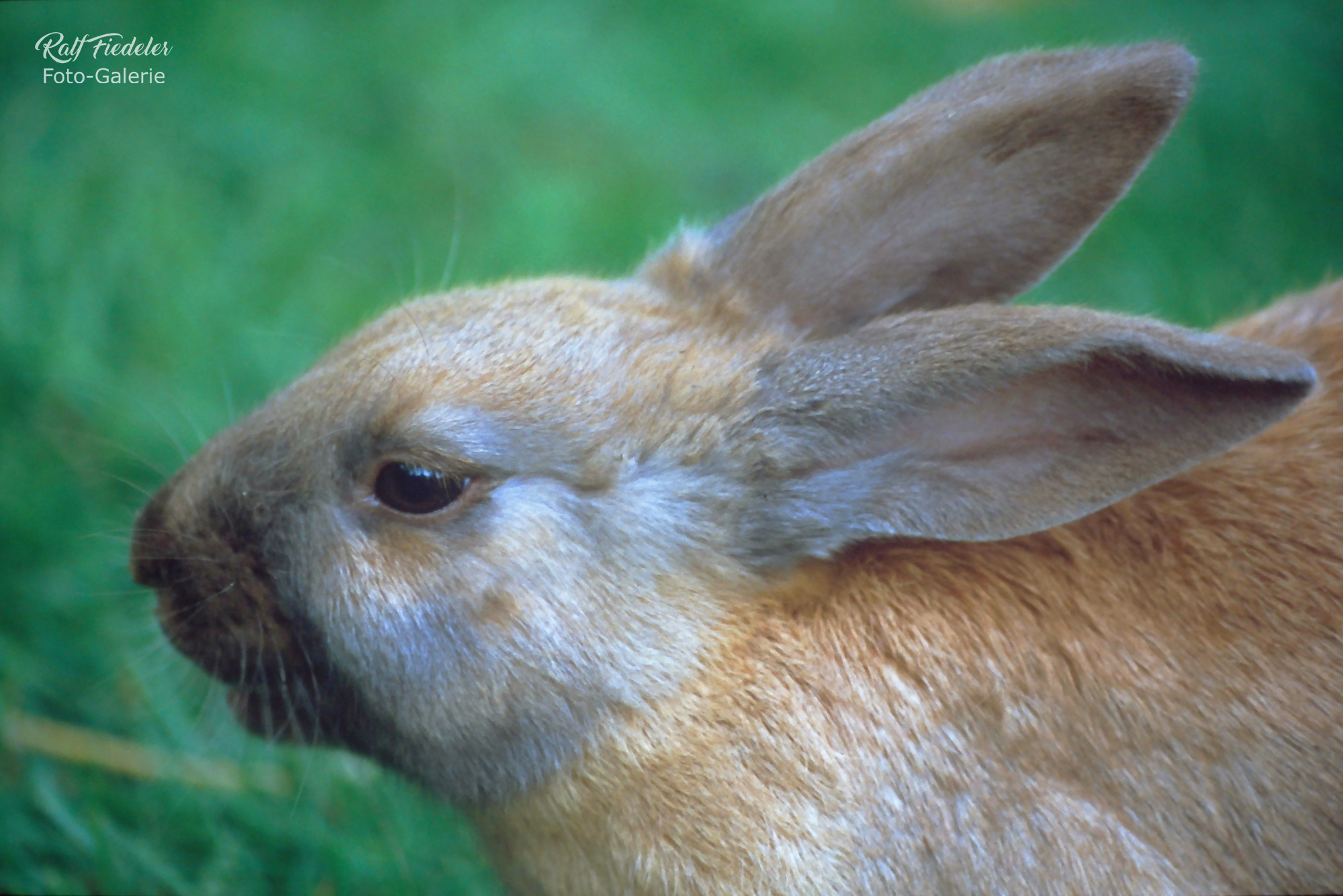 Kopf eines Karnickels in Hagenbecks Tierpark in Hamburg