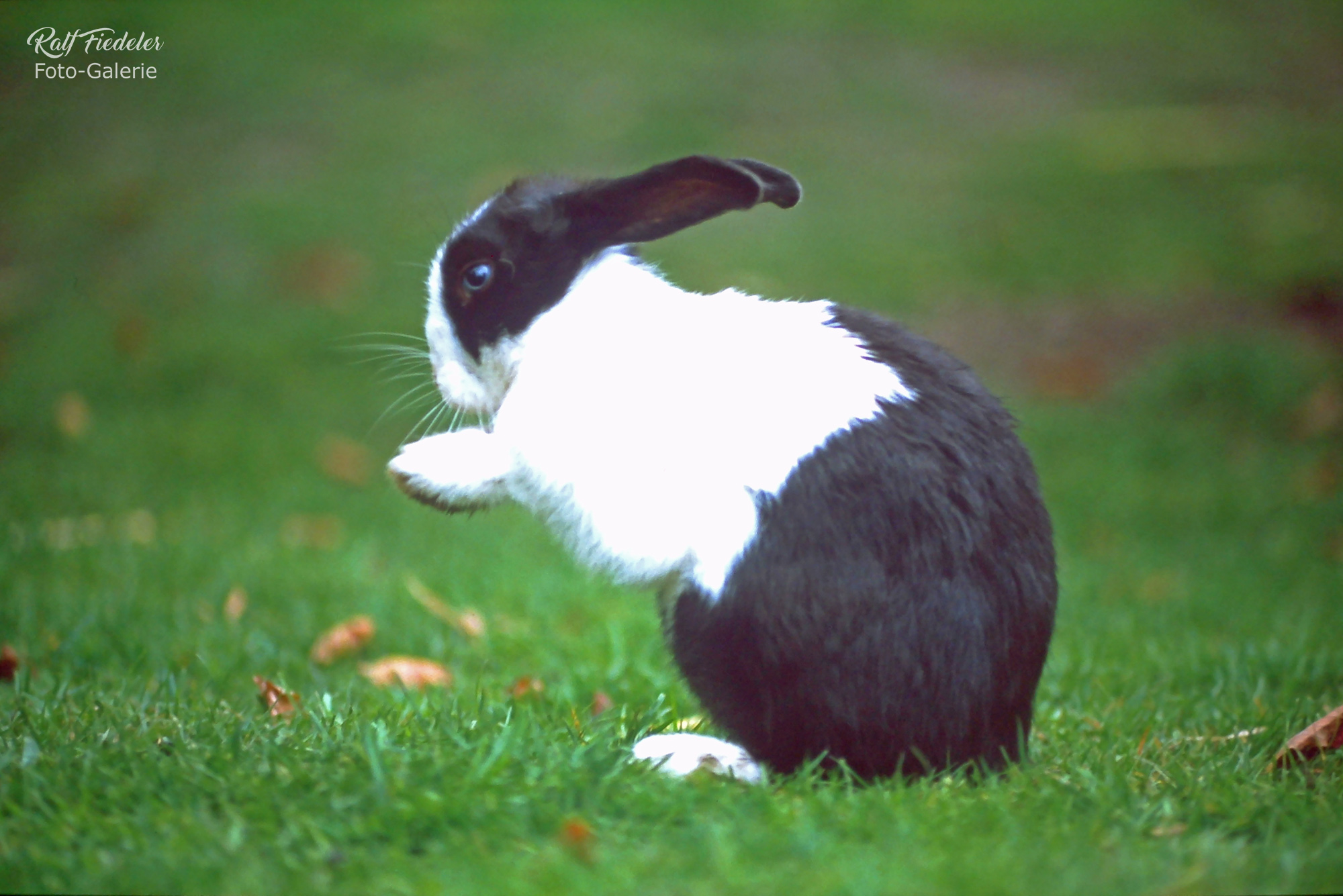 Schwarzweißer Hase in Hagenbecks Tierpark in Hamburg