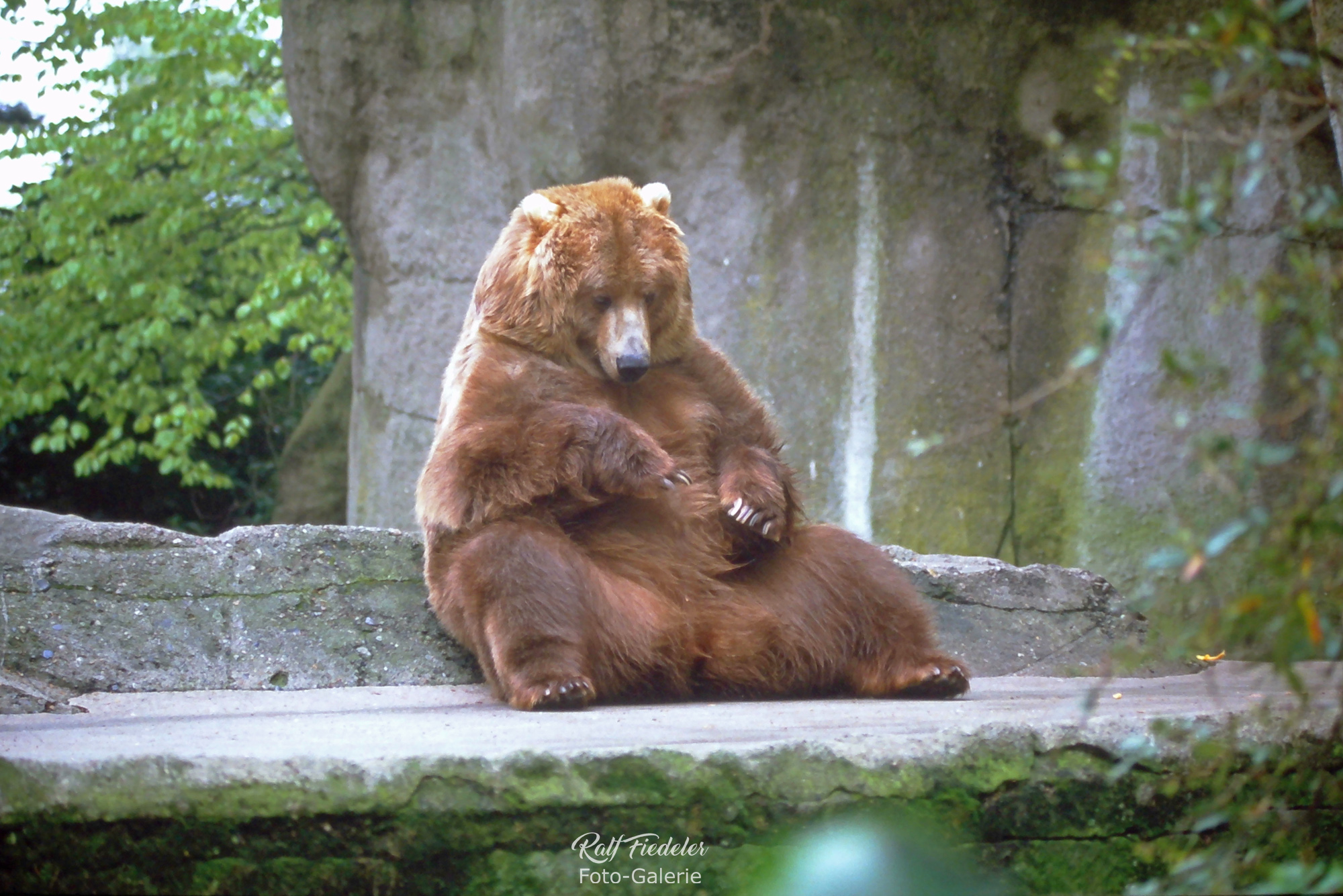Sitzender Grislybär in Hagenbecks Tierpark in Hamburg