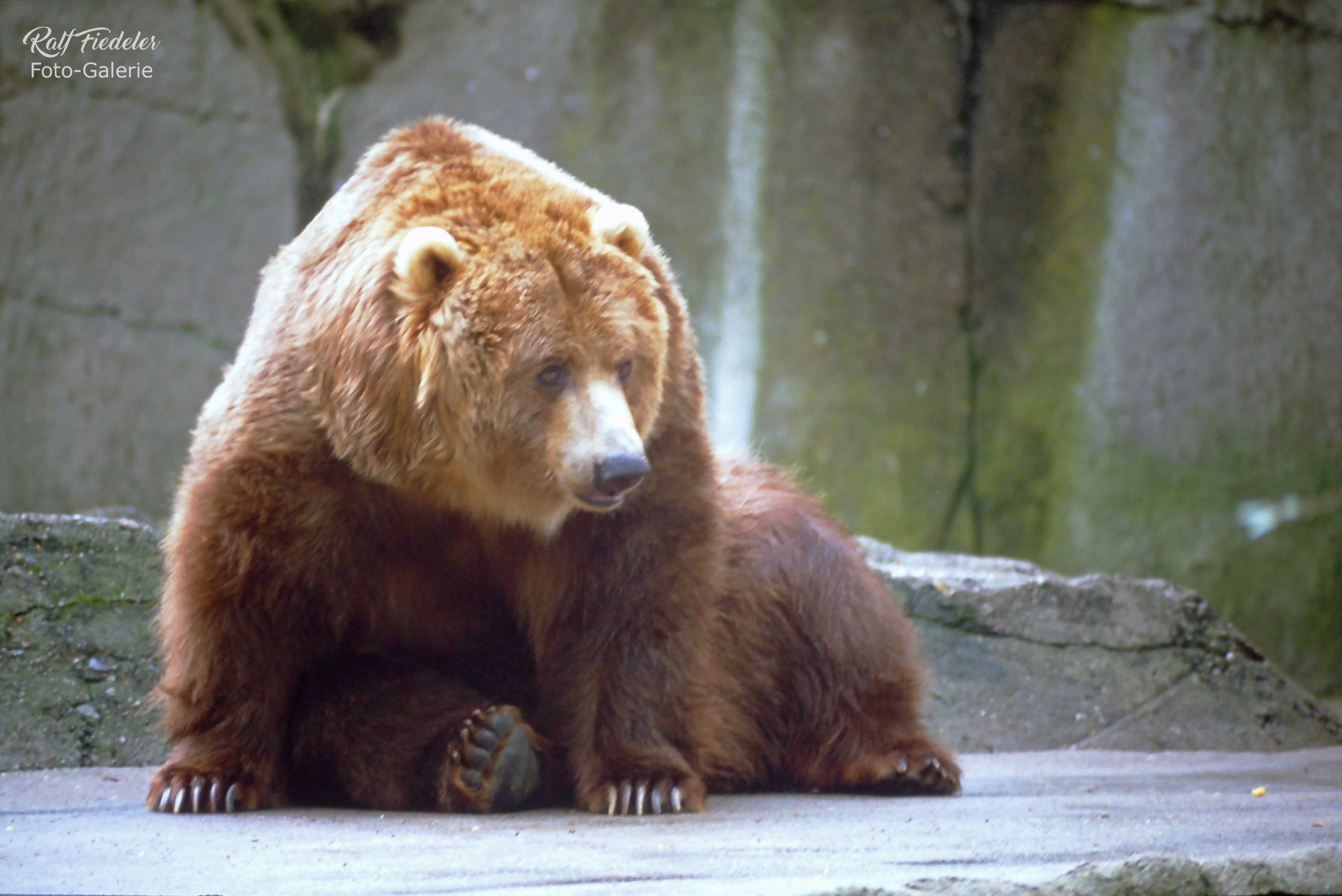 Sitzender Grislybär steht gerade wieder auf in Hagenbecks Tierpark in Hamburg