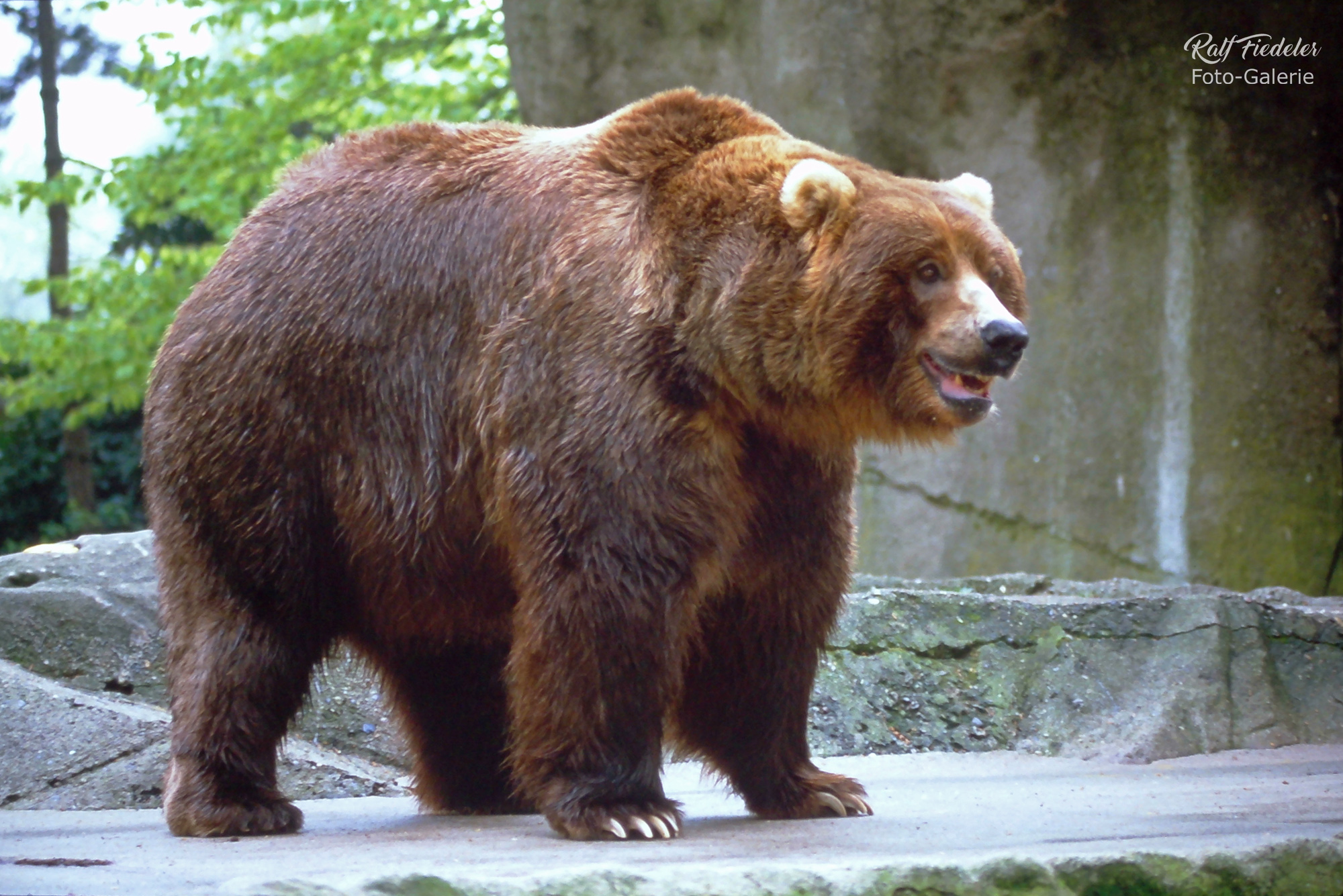 Grislybär auf allen vier Pfoten in Hagenbecks Tierpark in Hamburg
