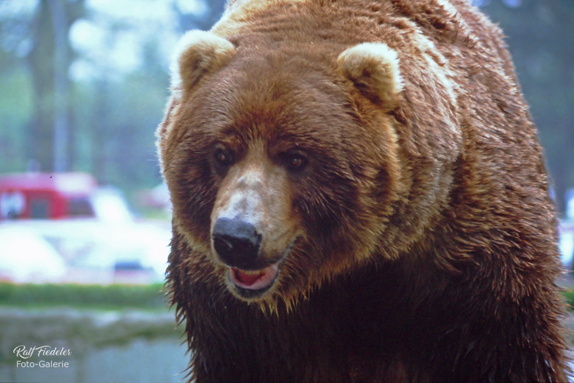 Grislybär von vorne nah in Hagenbecks Tierpark in Hamburg
