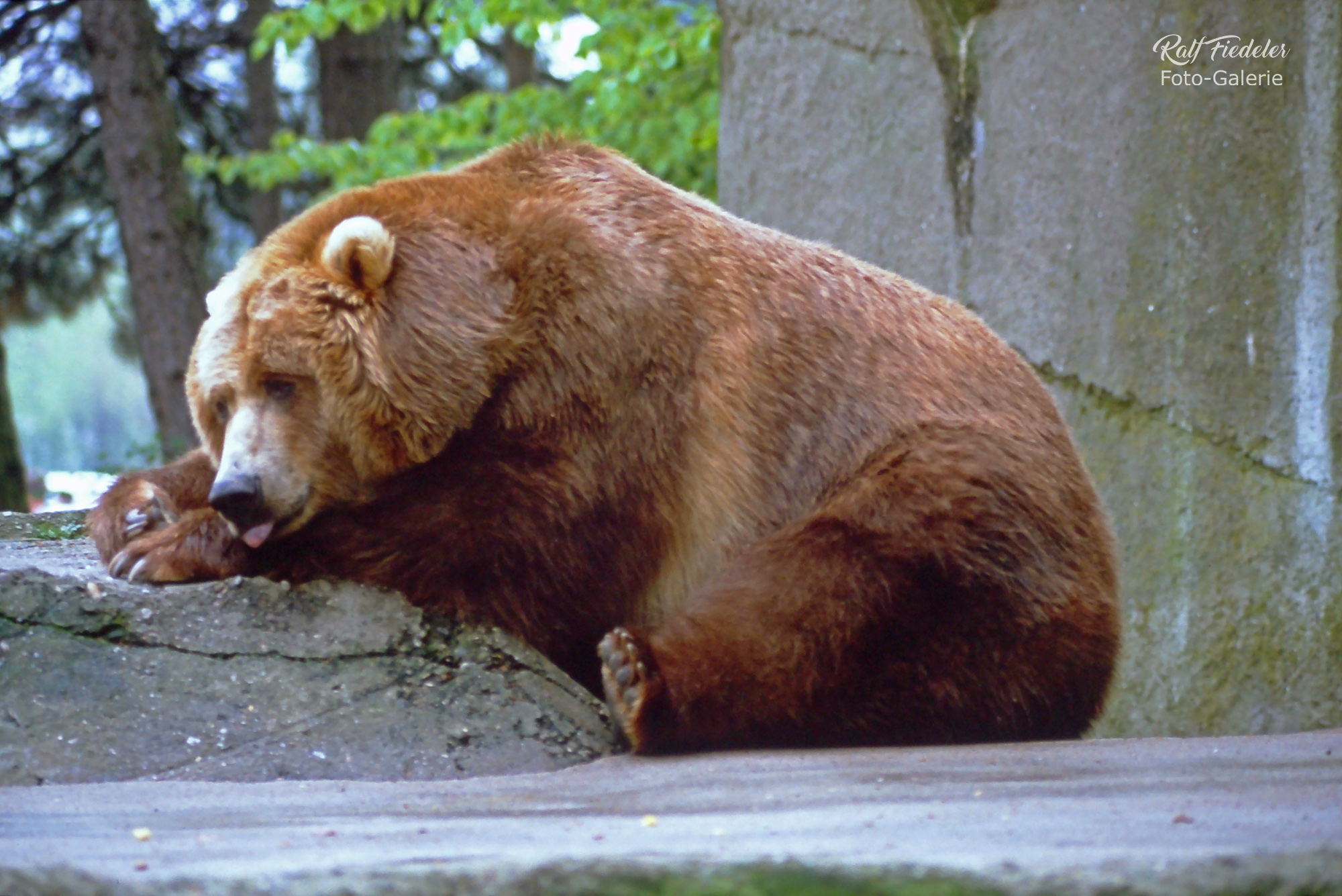 Grislybär ruht sich aus in Hagenbecks Tierpark in Hamburg