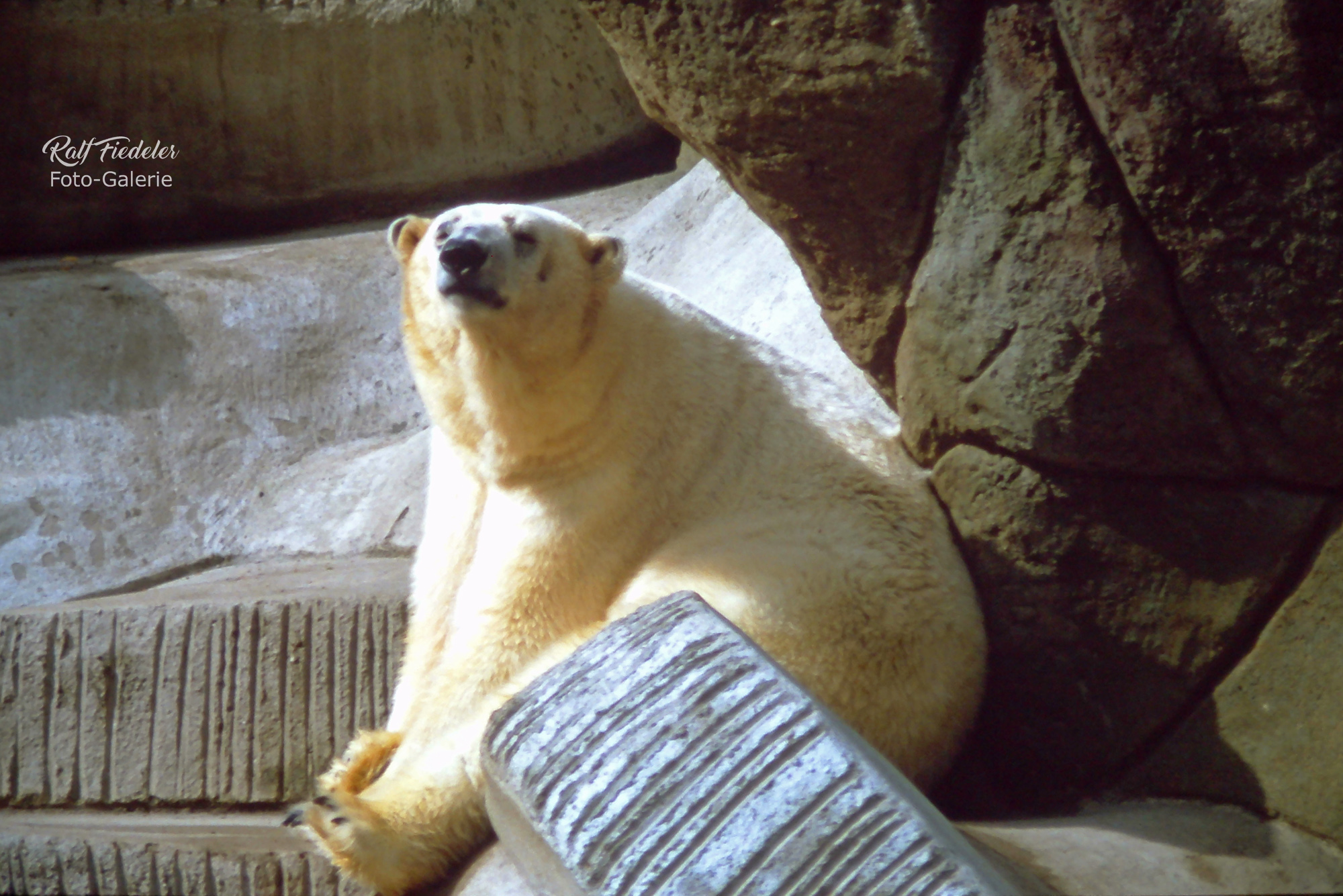 Eisbär in Hagenbecks Tierpark in Hamburg