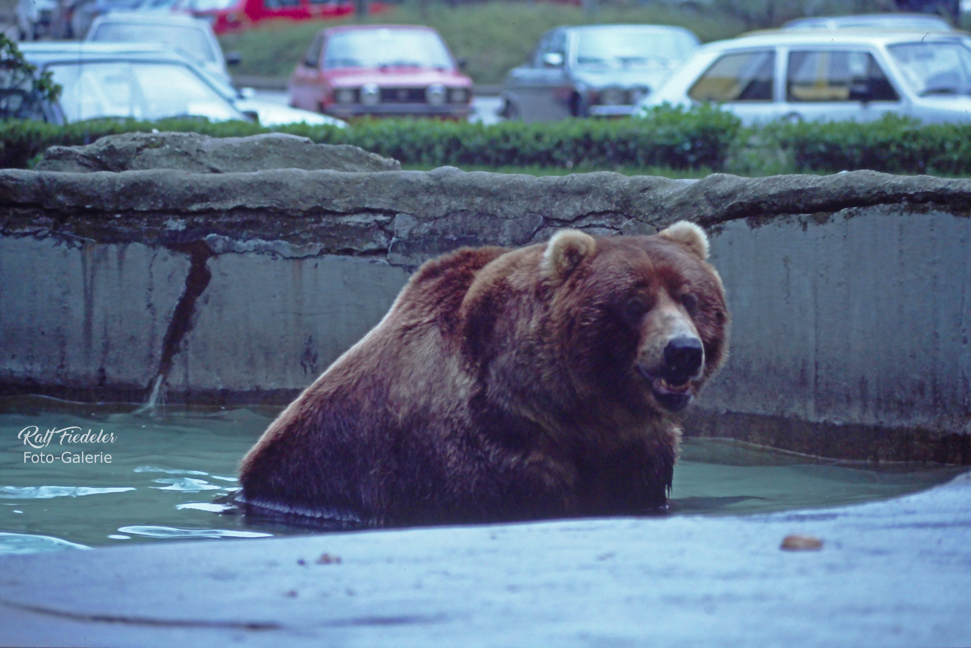 Badender Grislybär in Hagenbecks Tierpark in Hamburg