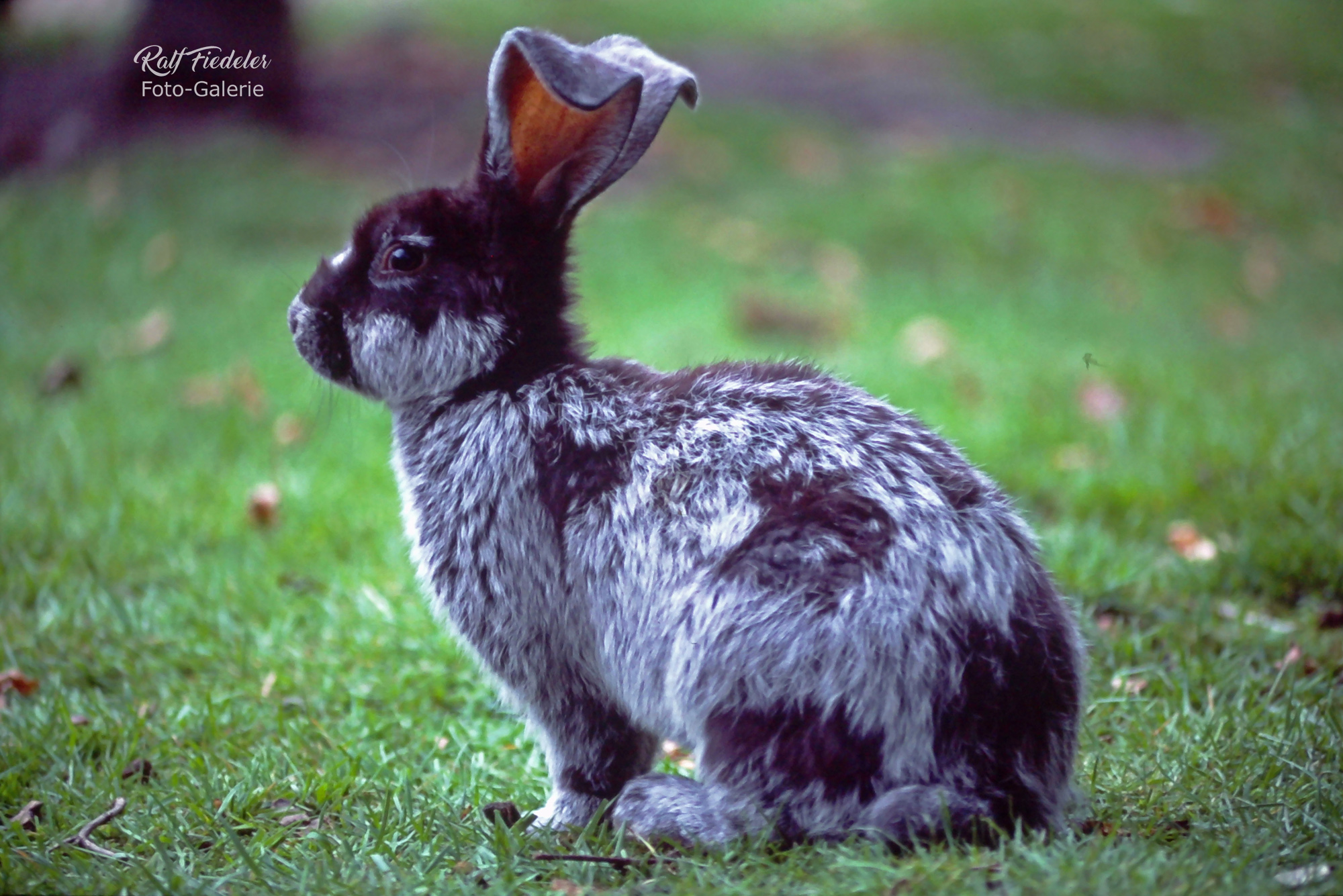 Grauschwarzer Hase in Hagenbecks Tierpark in Hamburg