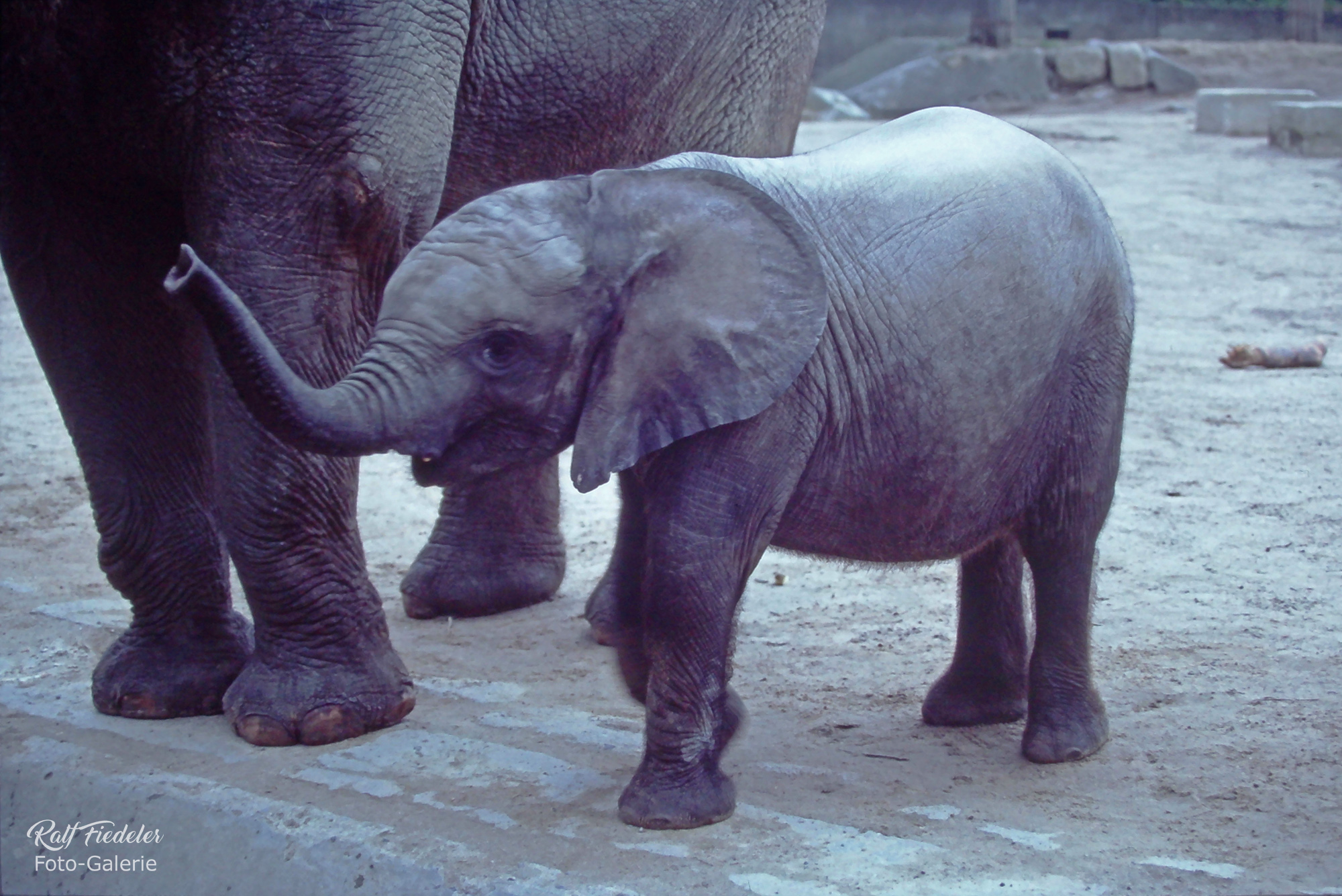 Elefantenbaby in Hagenbecks Tierpark in Hamburg