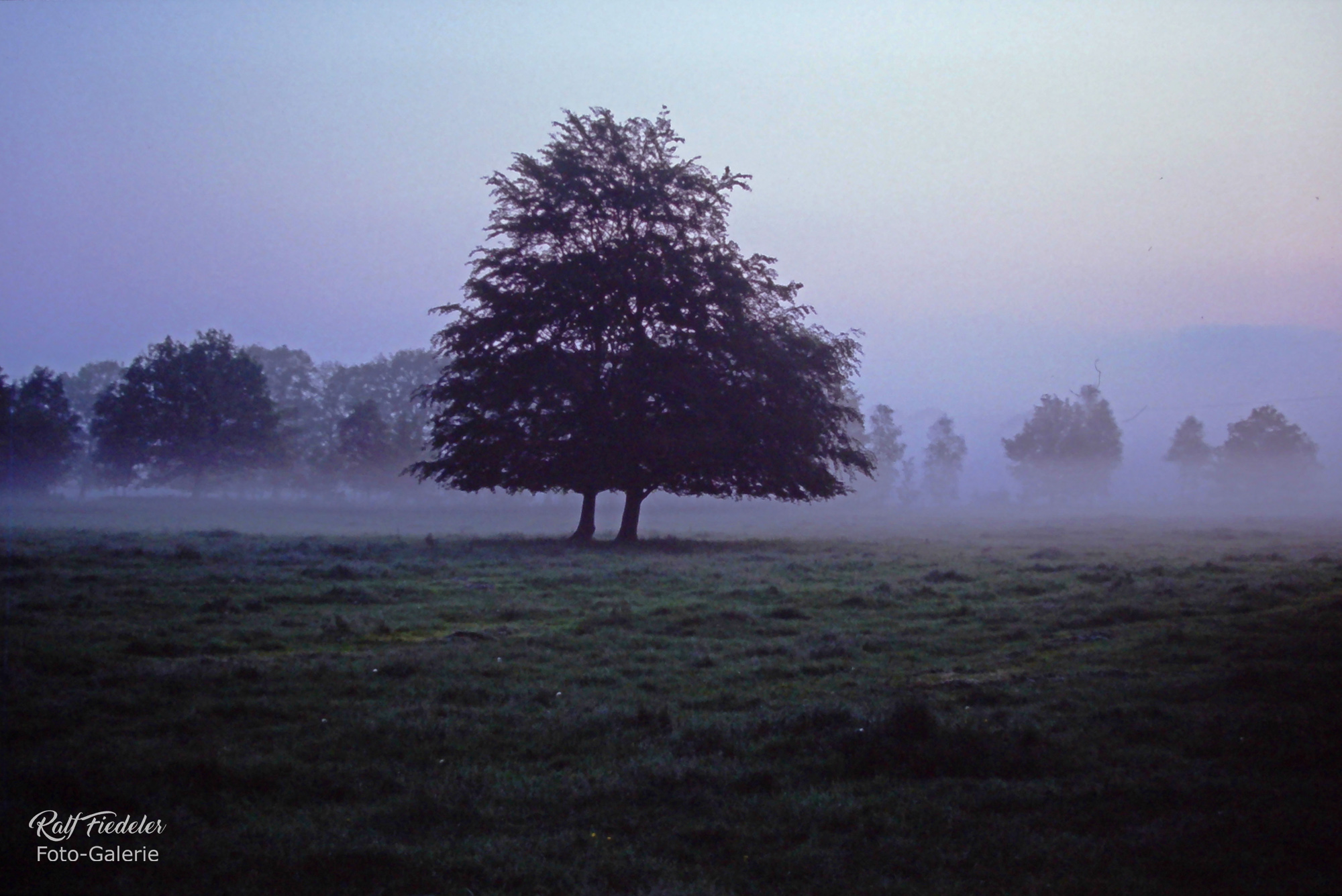 Baum im Nebel an der Addernhausener Straße