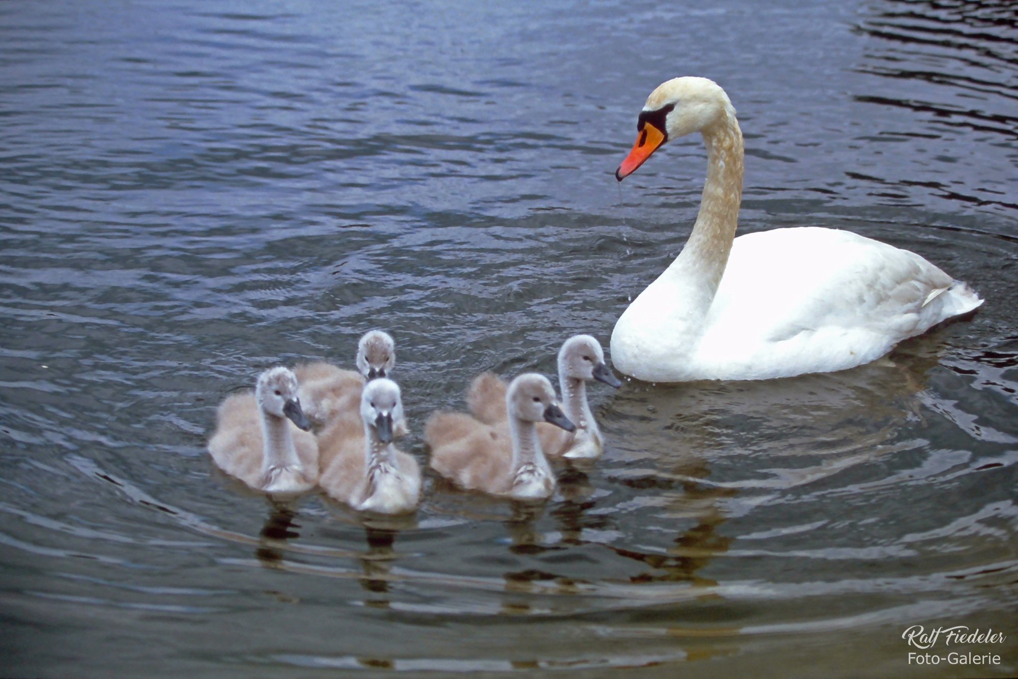 Schwan mit fünf Jungen
