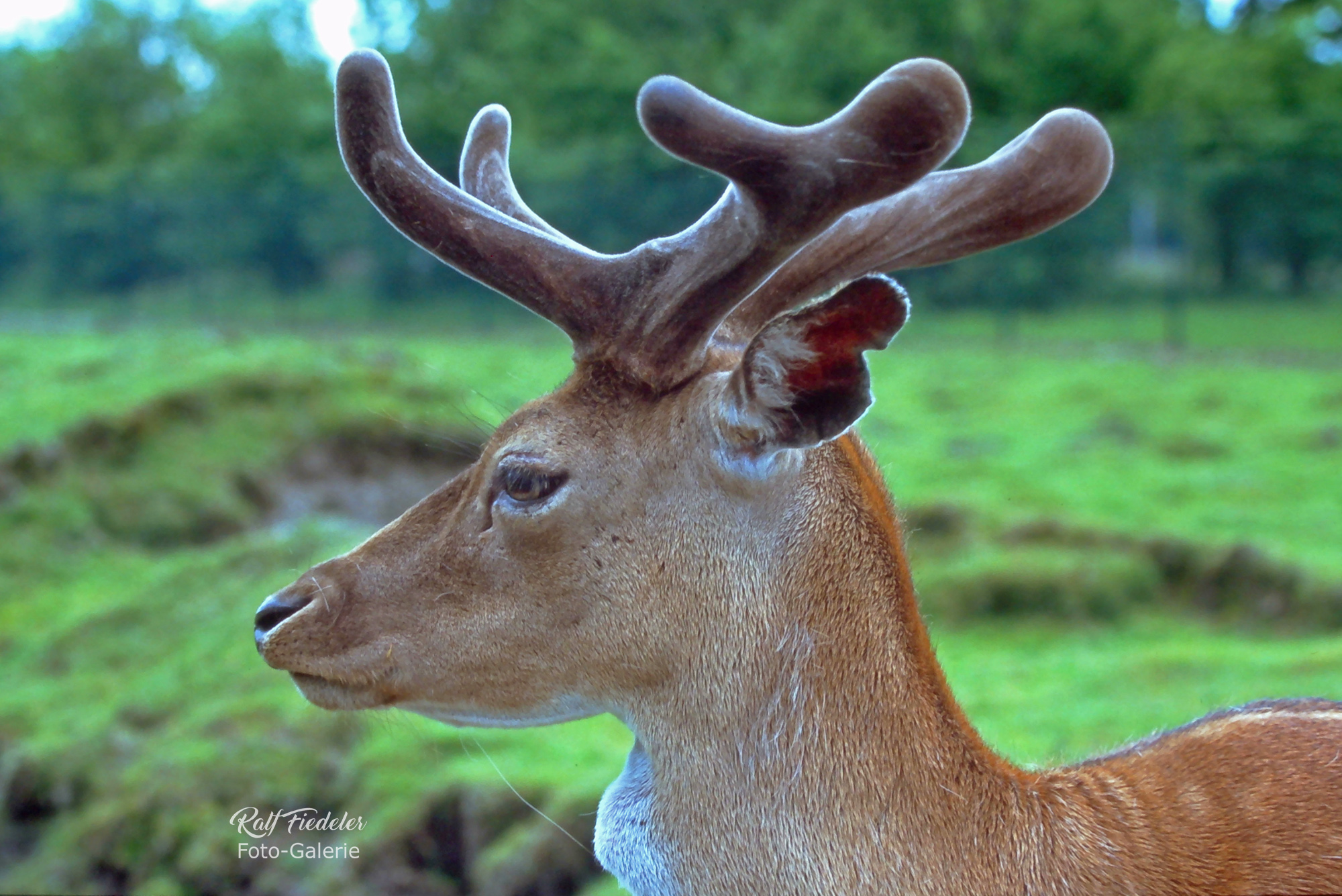 Hirsch von der Seite in einem Wildgehege beim Barkeler Busch