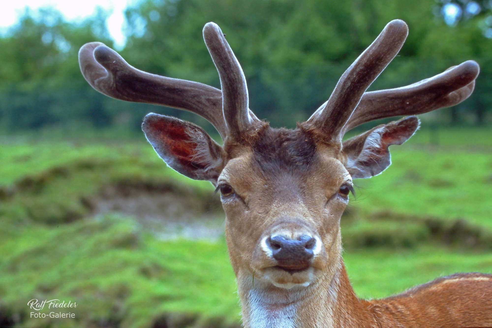 Hirsch von vorne in einem Wildgehege beim Barkeler Busch