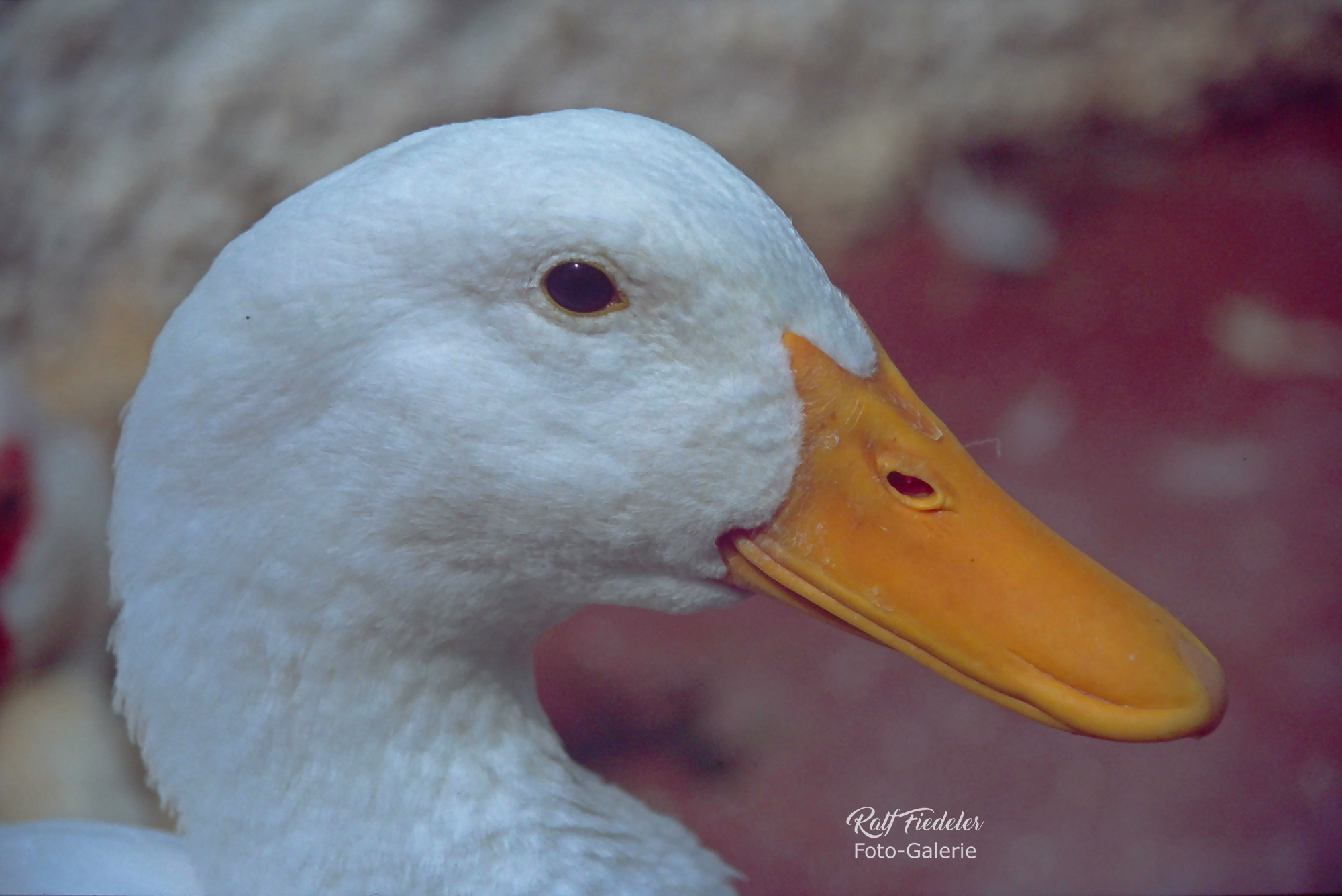 Nahaufnahme von weißer Ente in Calella bei Barcelona
