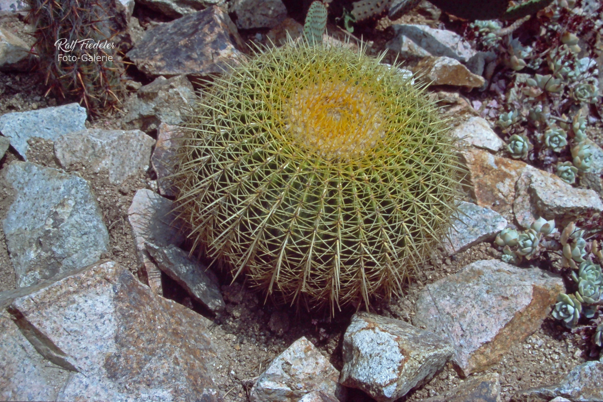 Riesiger kugelförmiger Kaktus im botanischen Garten in Blanes