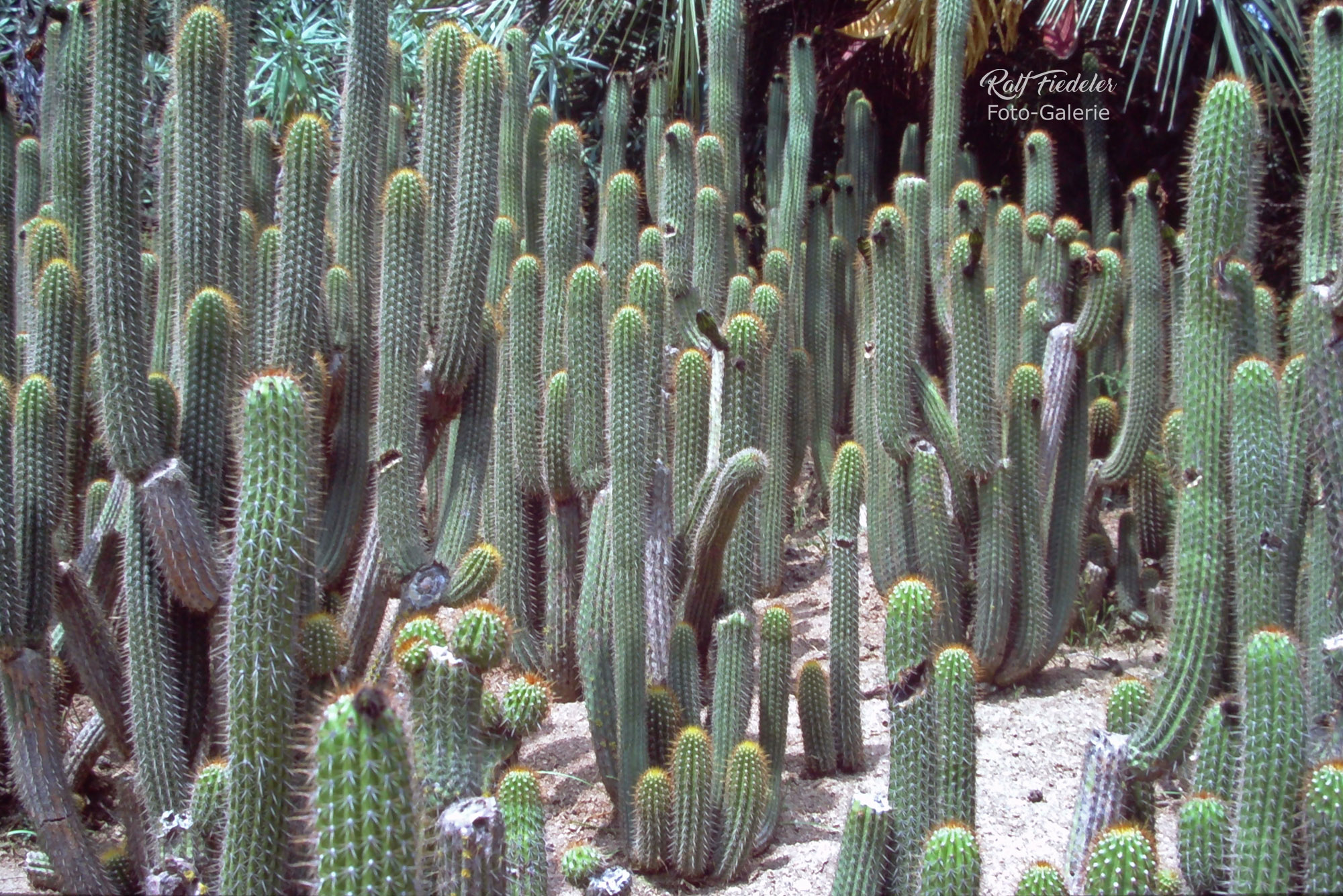 Kakteenfeld im botanischen Garten in Blanes