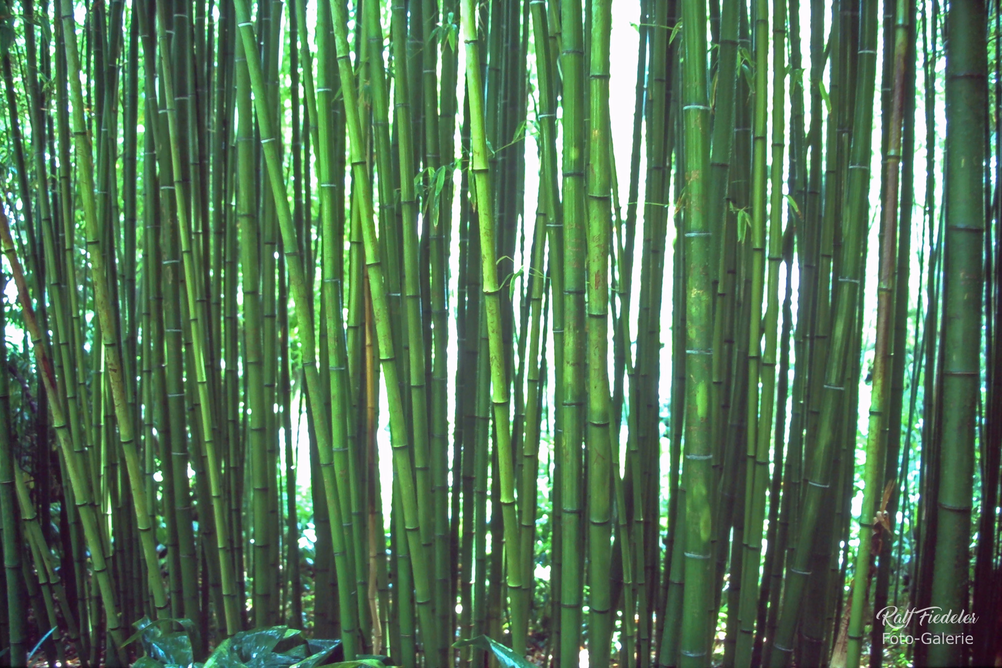Grüner Bambus im botanischen Garten in Blanes