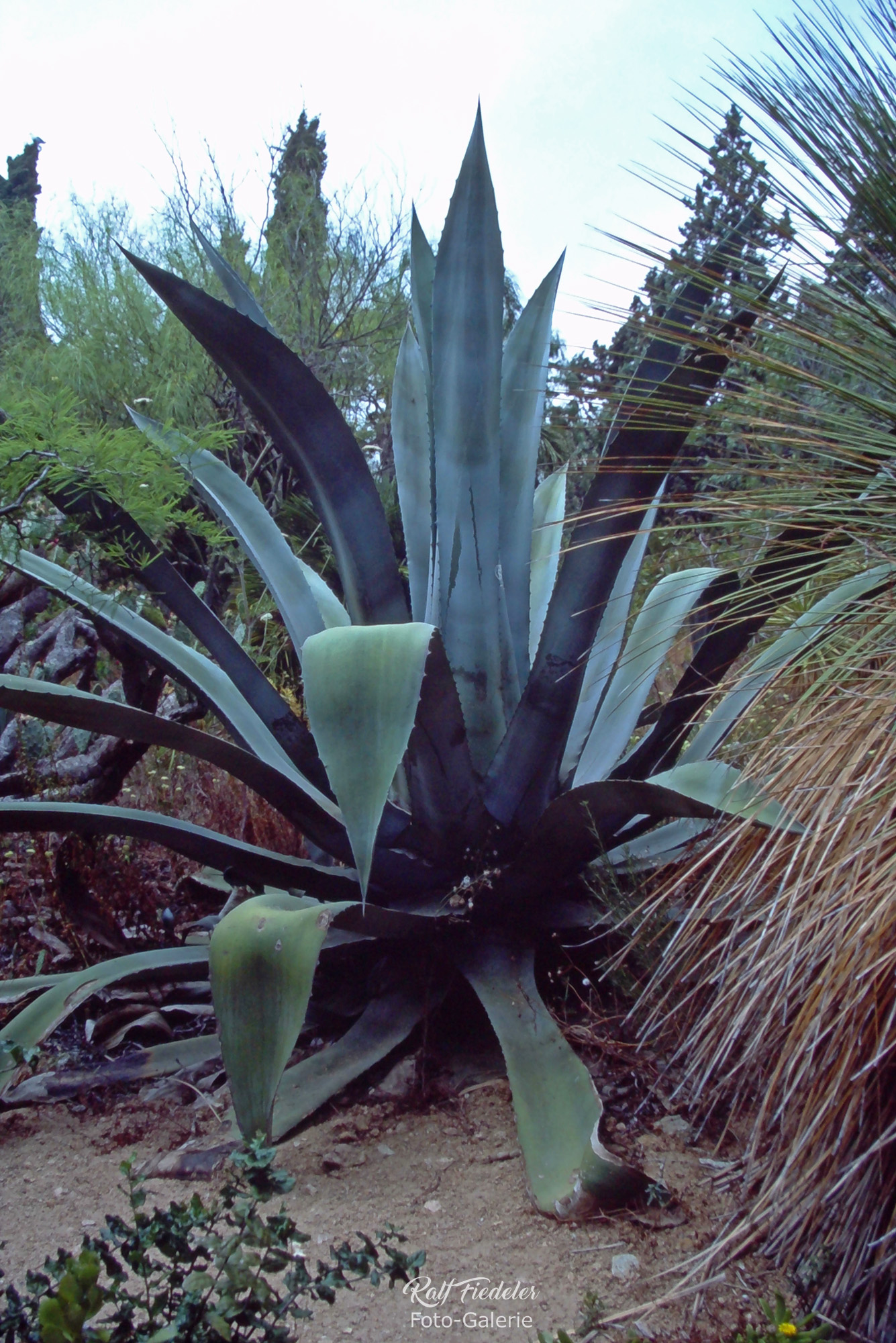 Riesige Agave im botanischen Garten in Blanes