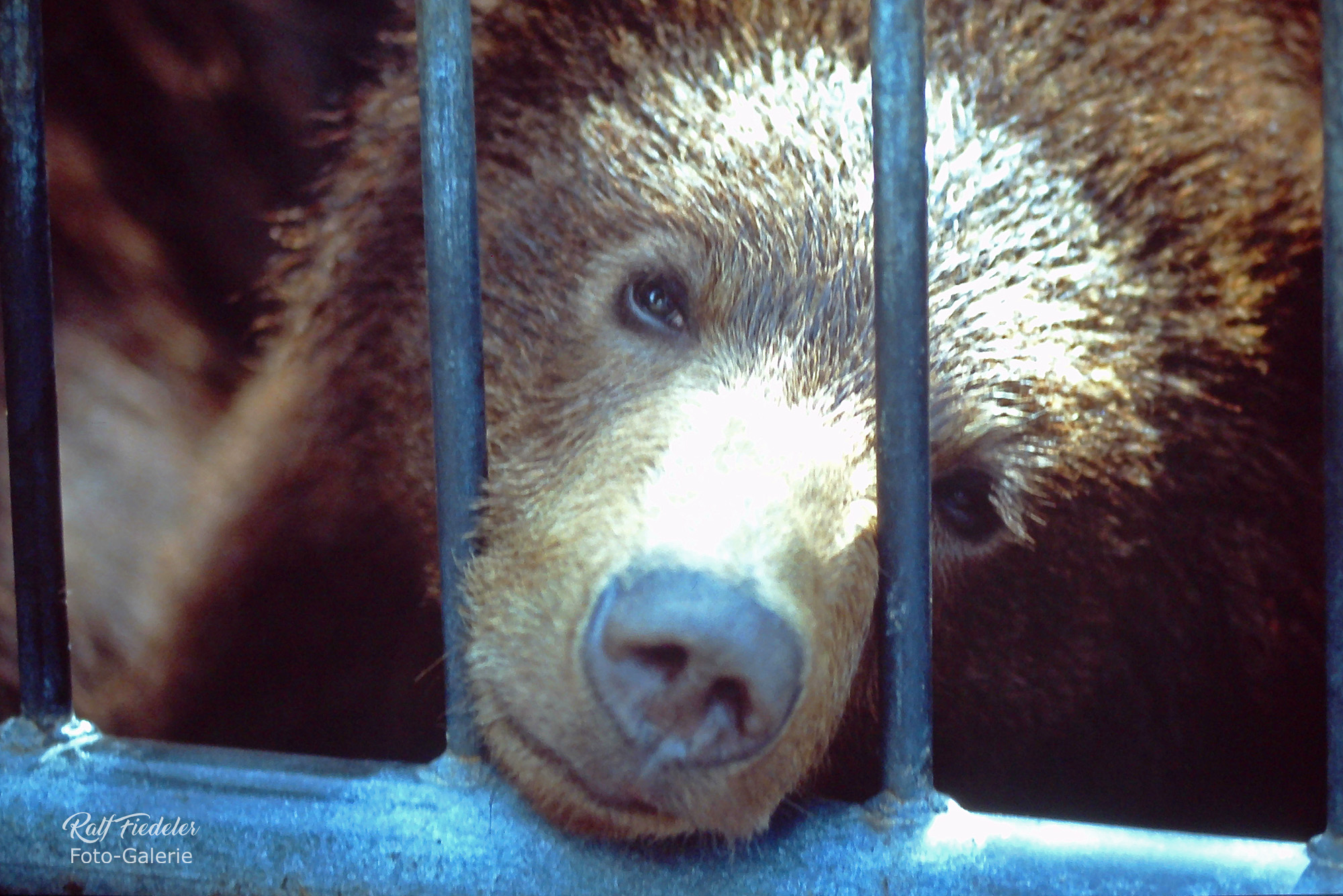 Braunbär im Käfig im Tiergarten Jaderberg