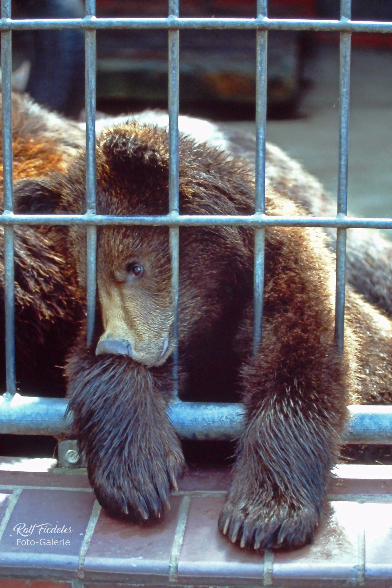 Kleiner Braunbär im Käfig im Tiergarten Jaderberg