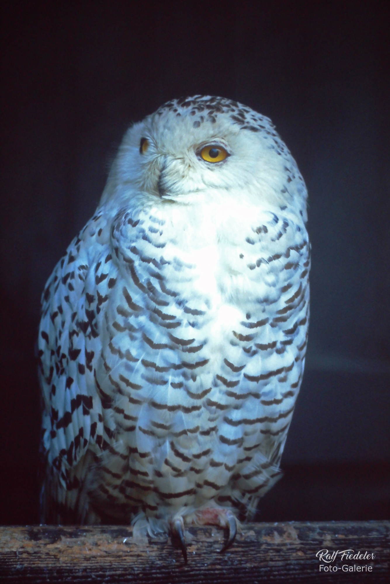 Schleiereule im Tiergarten Jaderberg