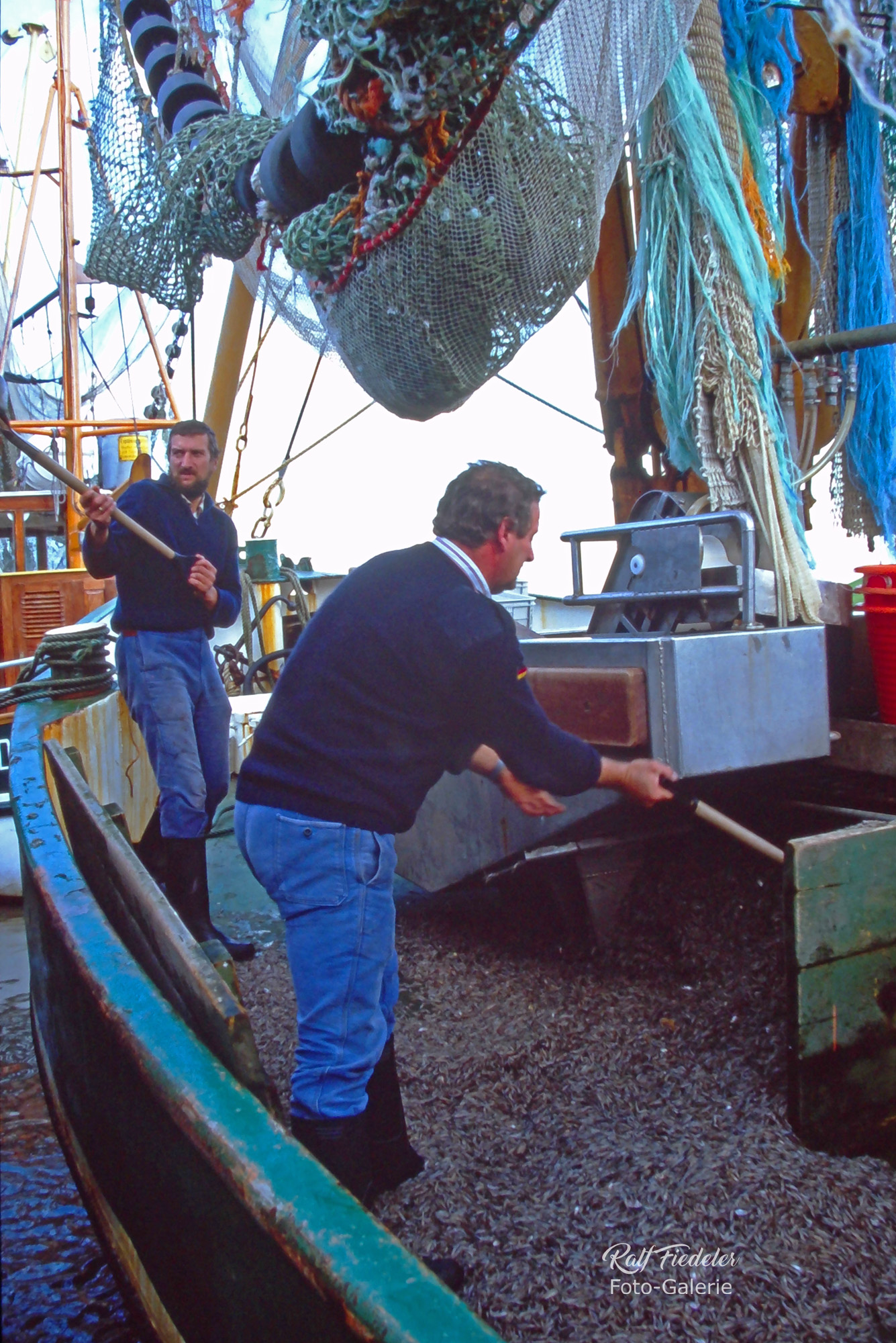 Zwei Fischer schaufeln Krabben an Bord eines Fischkutters in Greetsiel