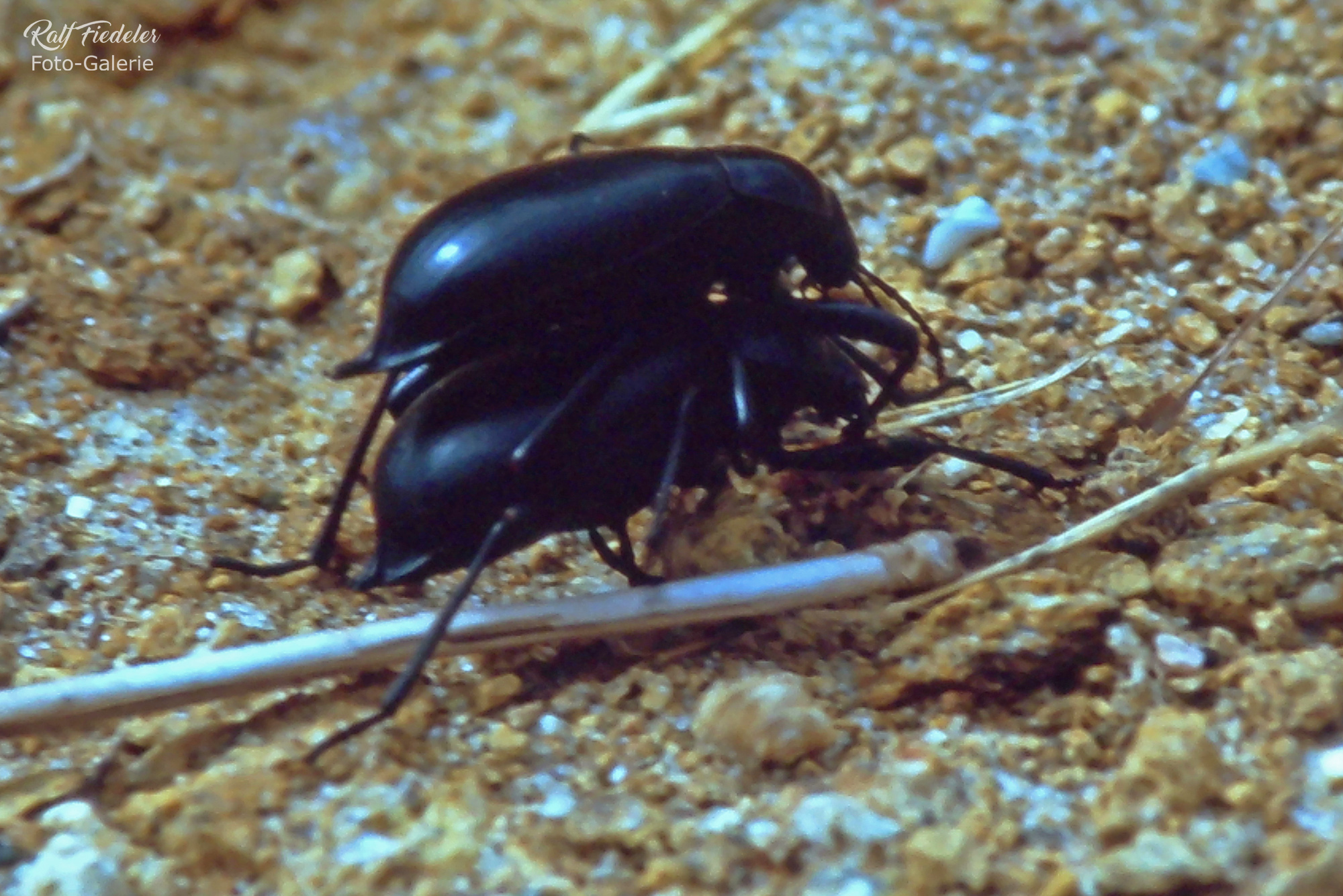 Zwei schwarze Käfer übereinander auf Sardinien ganz nah von der einen Seite