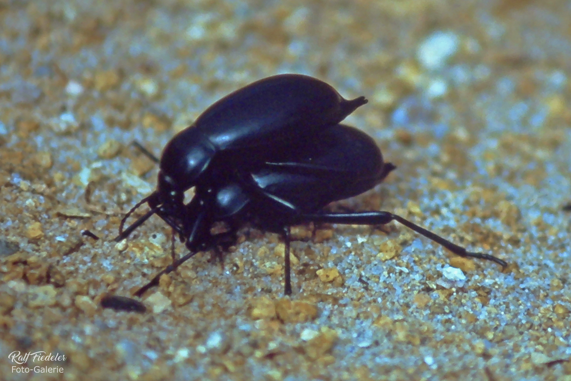 Zwei schwarze Käfer übereinander auf Sardinien ganz nah von der anderen Seite