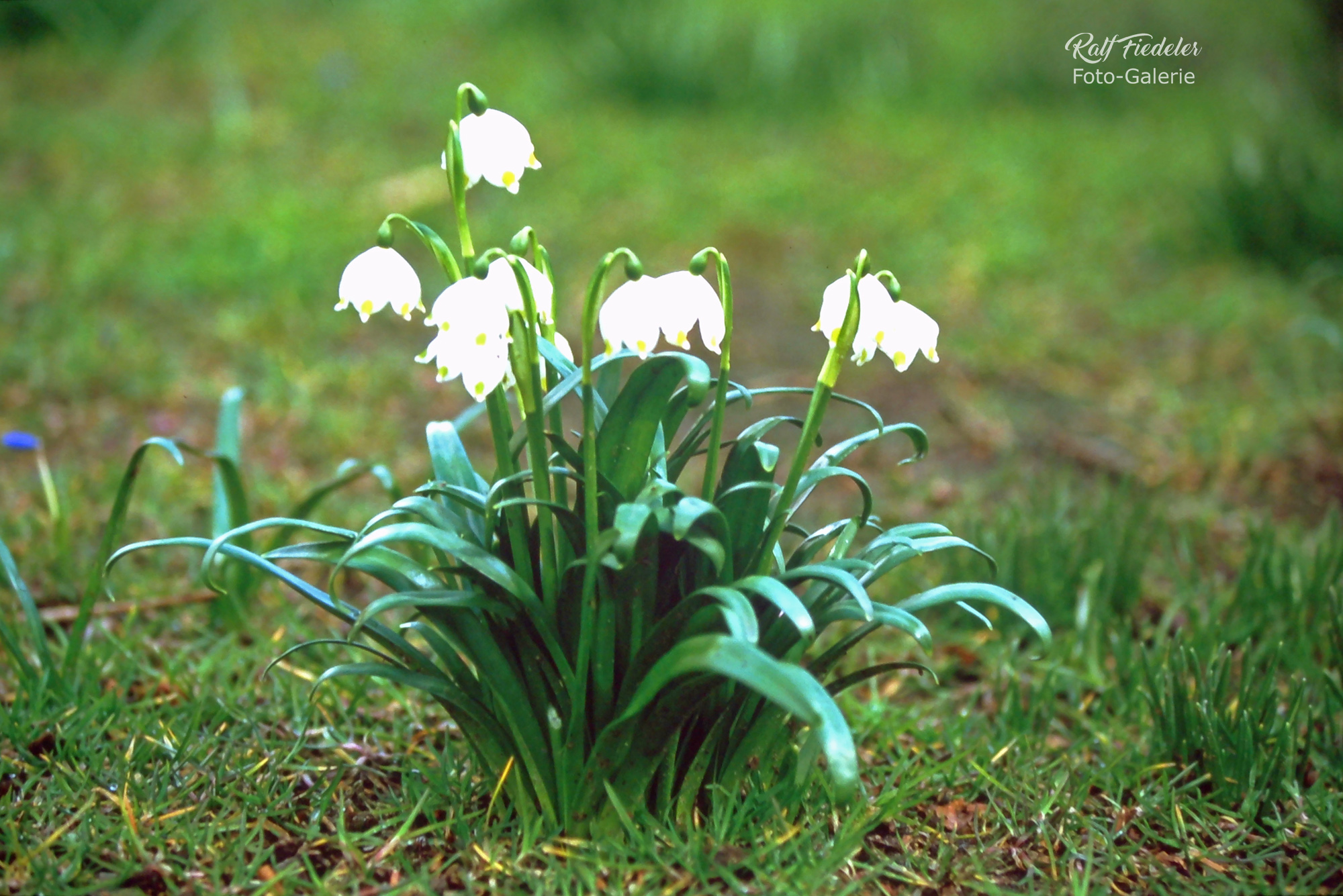 Maiglöckchen auf grünem Rasen mit Teleobjektiv aufgenommen
