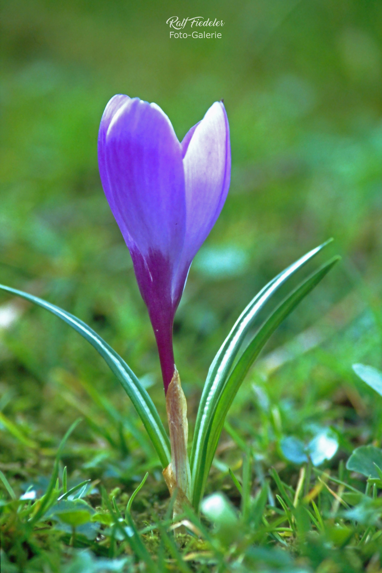 Lila Krokus auf grünem Rasen mit Teleobjektiv aufgenommen