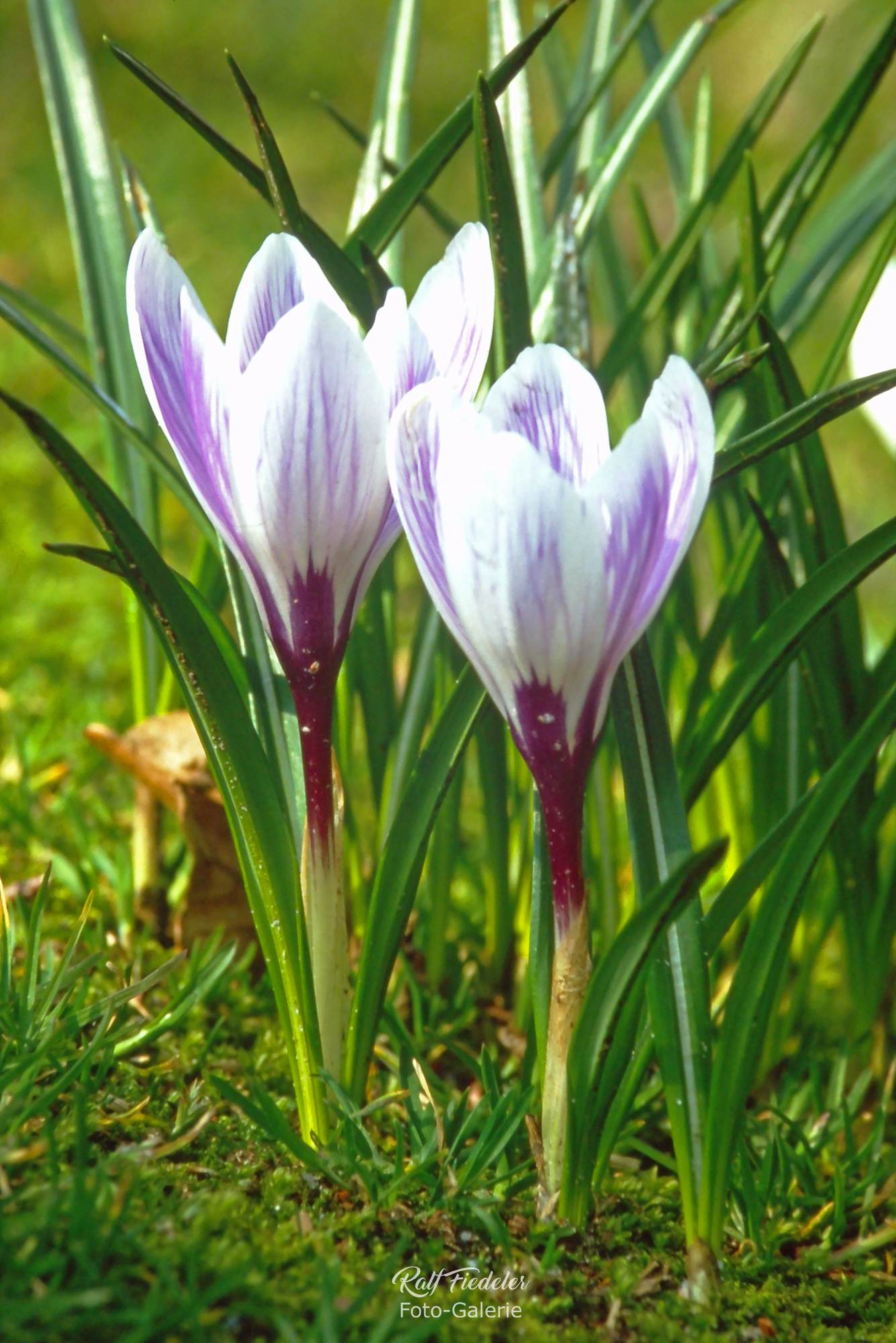 Zwei Krokusse auf grünem Rasen mit Teleobjektiv aufgenommen