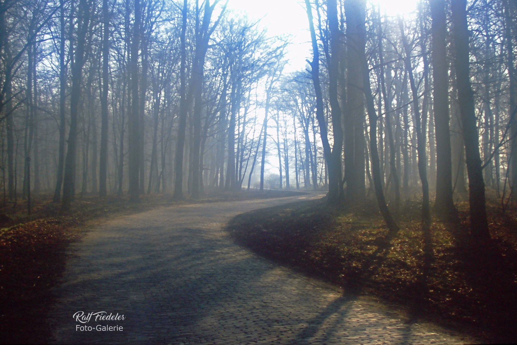 Krongutsallee im Gegenlicht im Forst Upjever und Weichzeichner-Filter