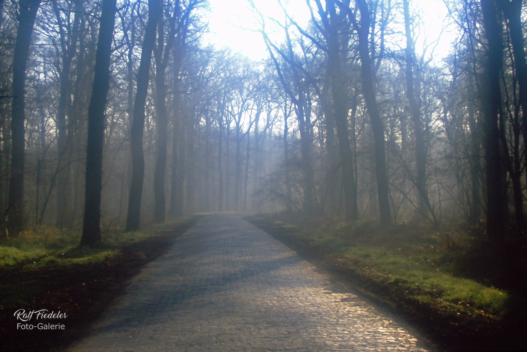 Krongutsallee im Seitenlicht im Forst Upjever und Weichzeichner-Filter