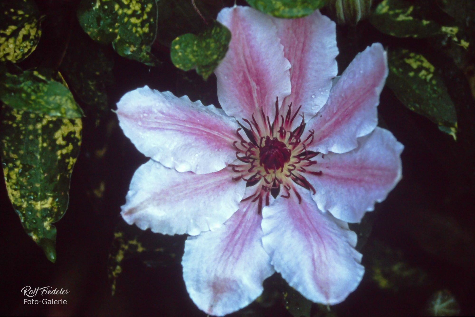 Klematis-Blüte nah im Garten meiner Eltern