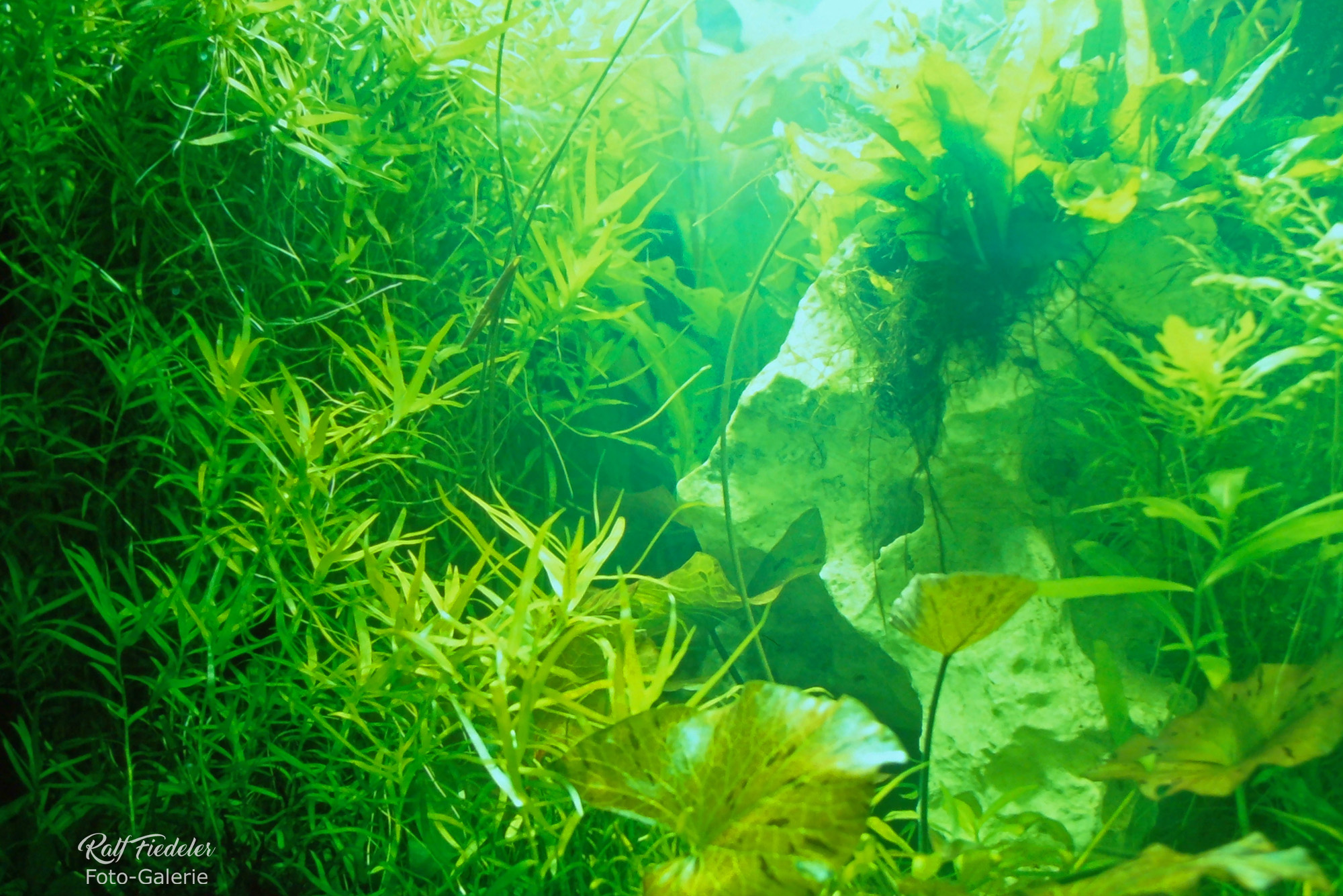 Ausschnitt von meinem Aquarium alles zugewuchert