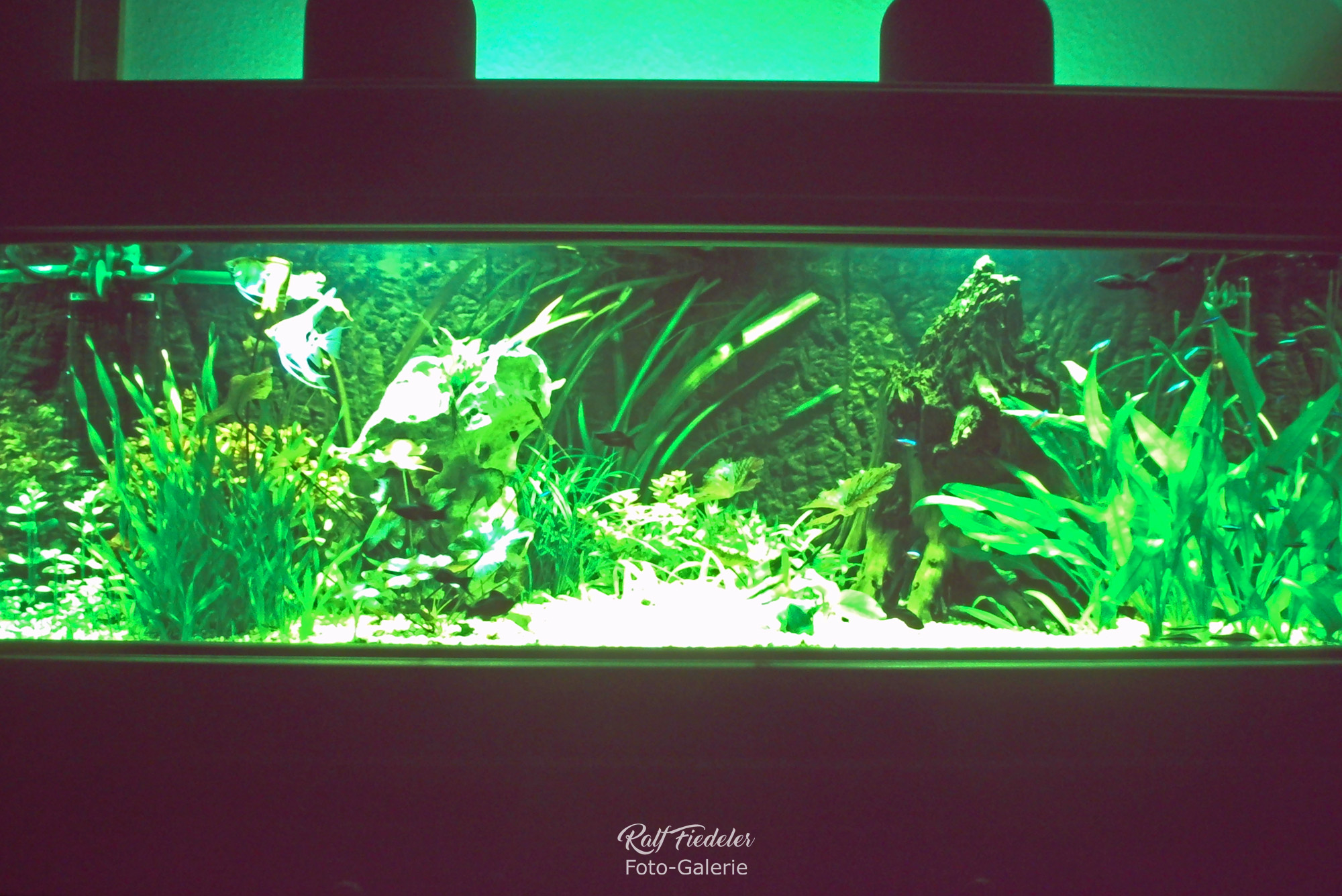 Mein Aquarium mit einem dezimierten Pflanzenwuchs