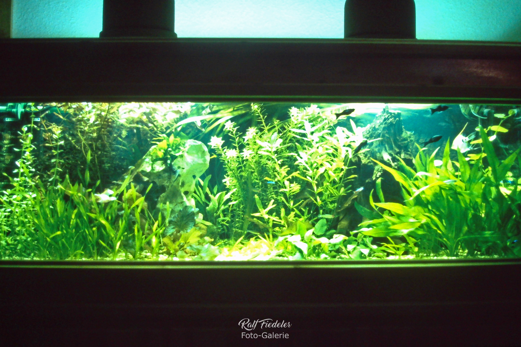 Mein Aquarium drei Wochen später, die Pflanzen sind wieder gewachsen