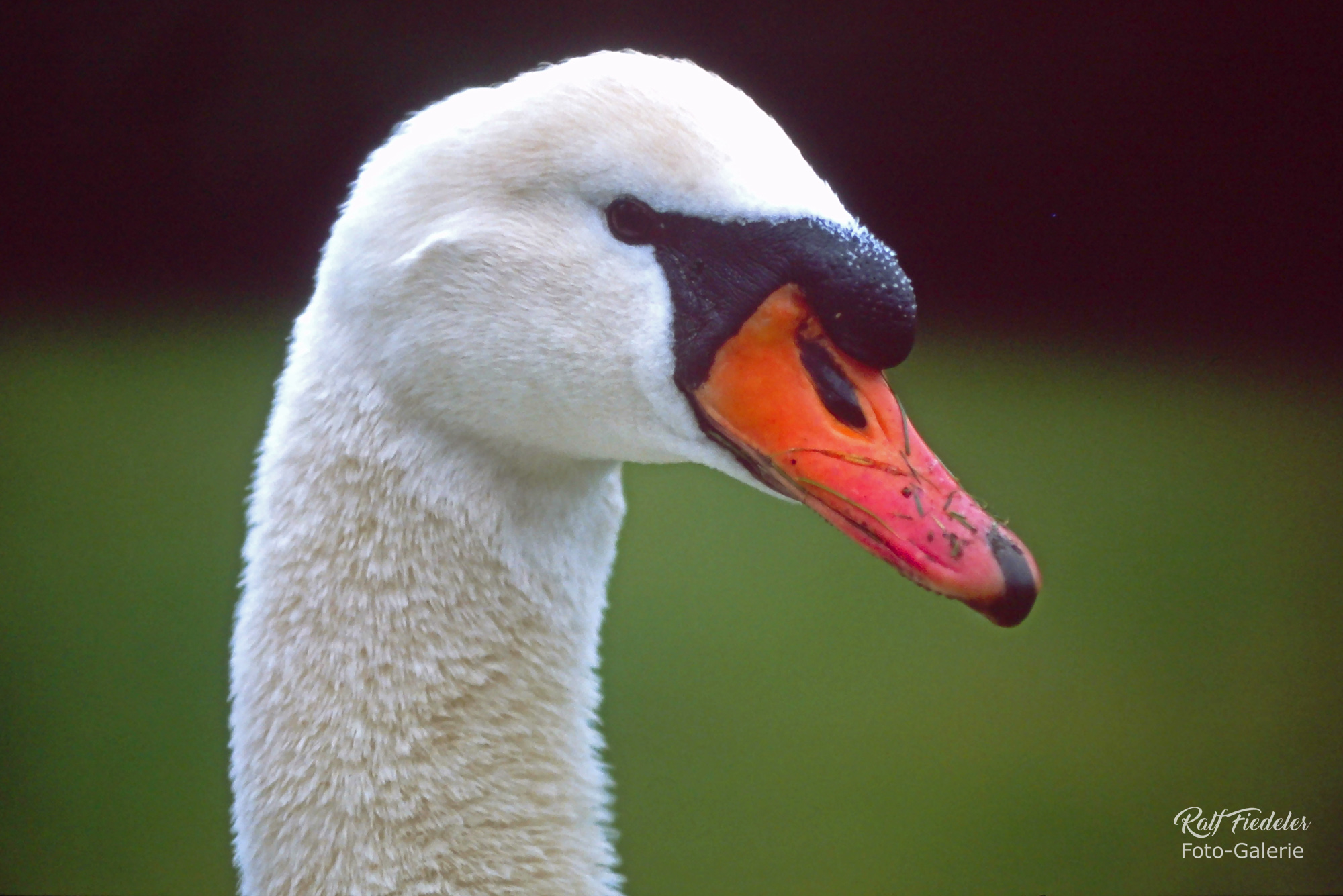 Kopf eines Schwans im Schlosspark zu Jever mit dem Teleobjektiv aufgenommen