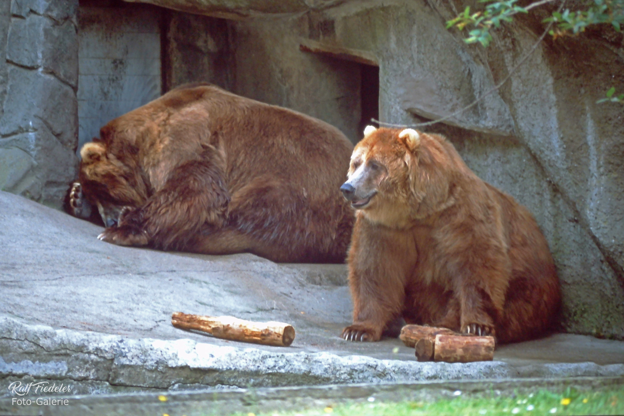 Zwei Grislybären in Hagenbecks Tierpark in Hamburg