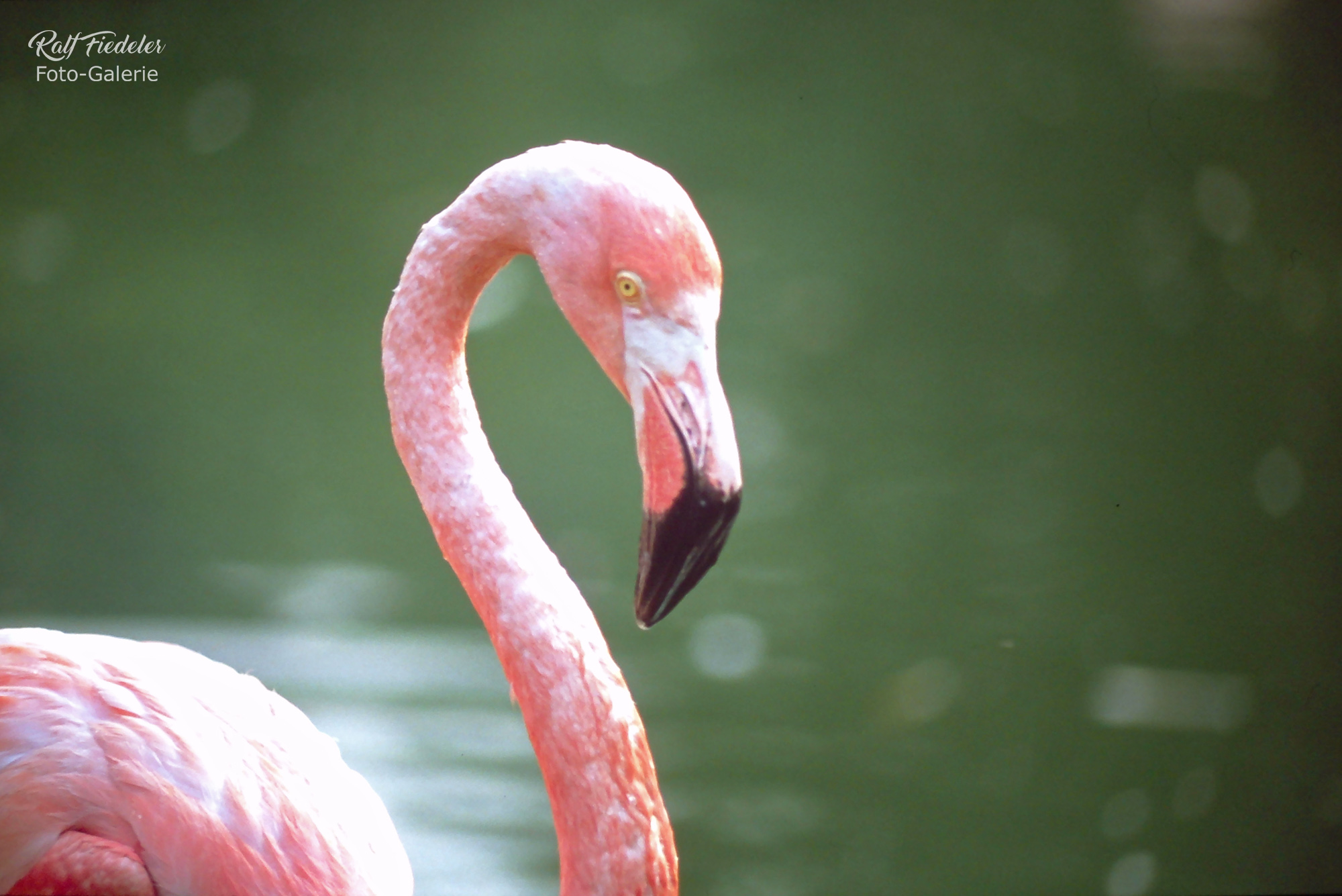 Einen Flamingo ganz nah in Hagenbecks Tierpark in Hamburg