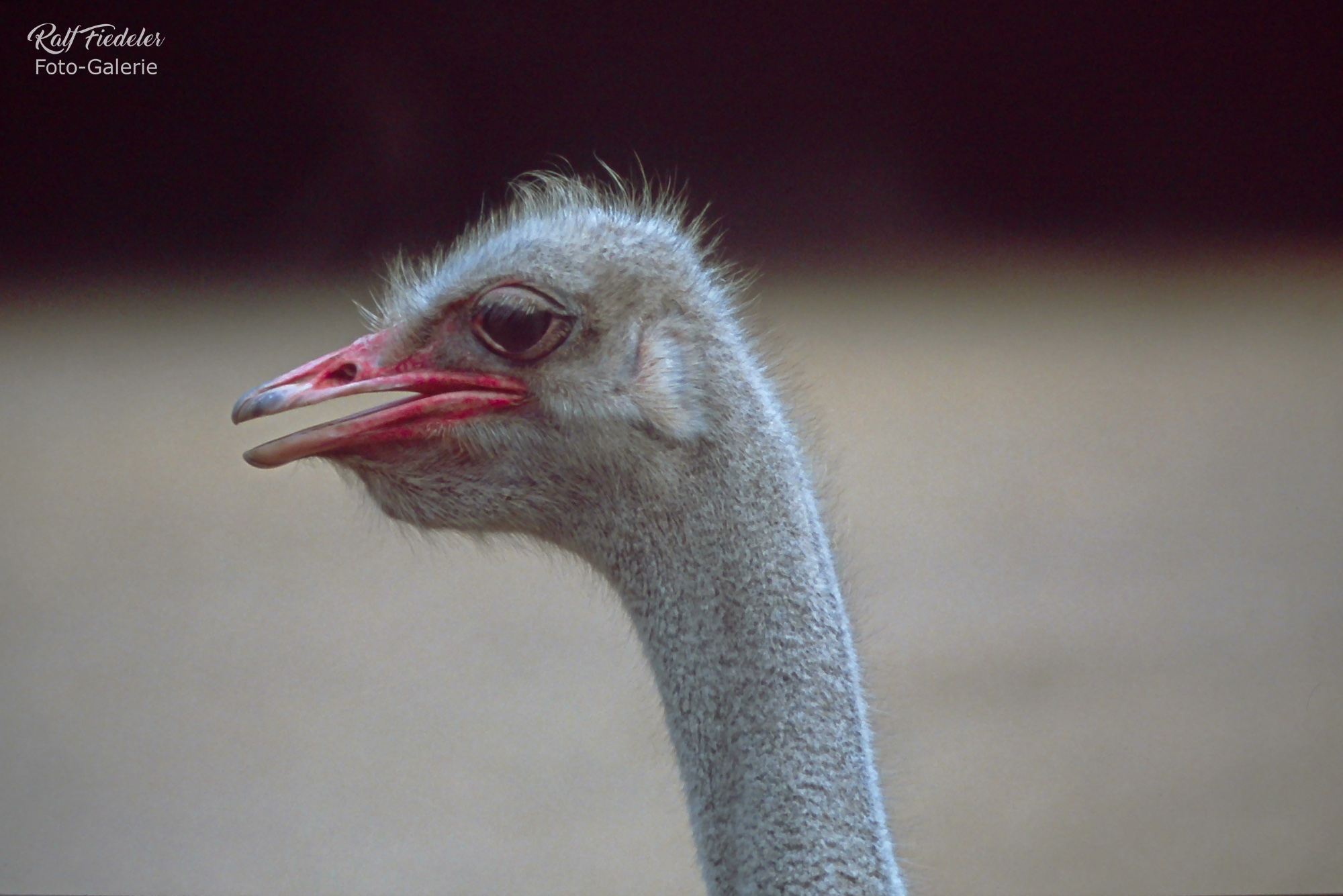 Kopf eines Vogelstrauß in Hagenbecks Tierpark in Hamburg