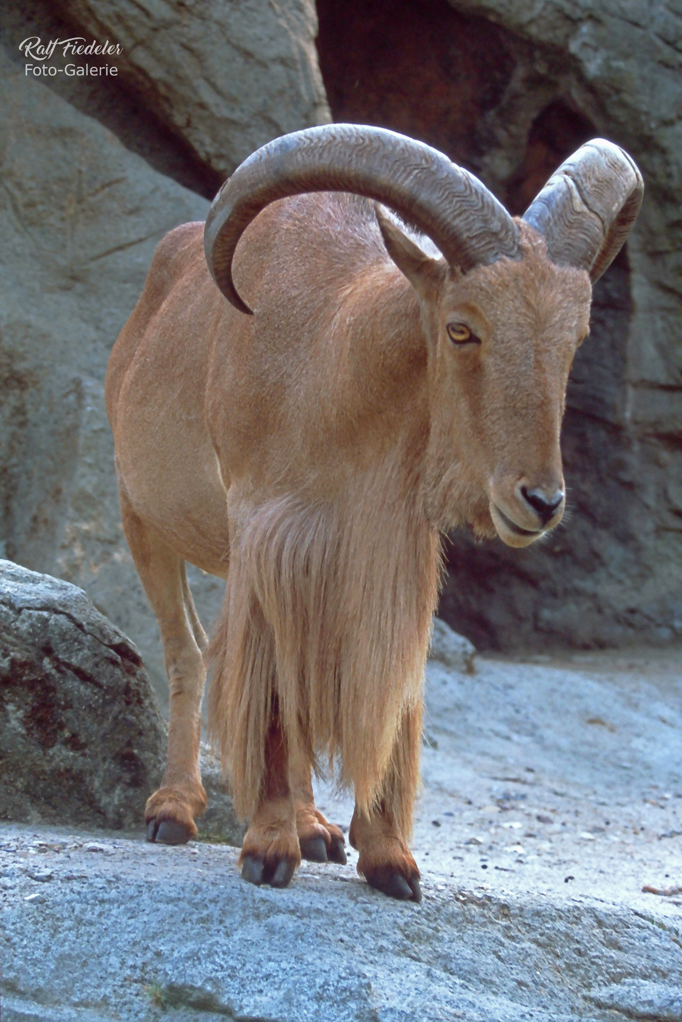 Mähnenspringer in Hagenbecks Tierpark in Hamburg