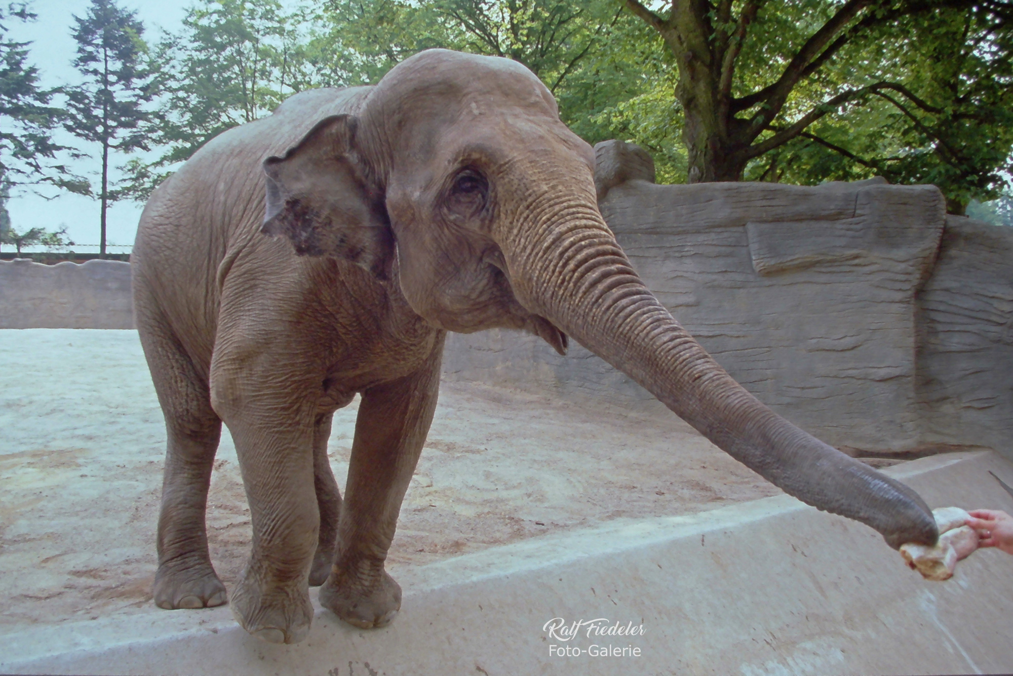 Elefant mit langgestecktem Rüssel in Hagenbecks Tierpark in Hamburg