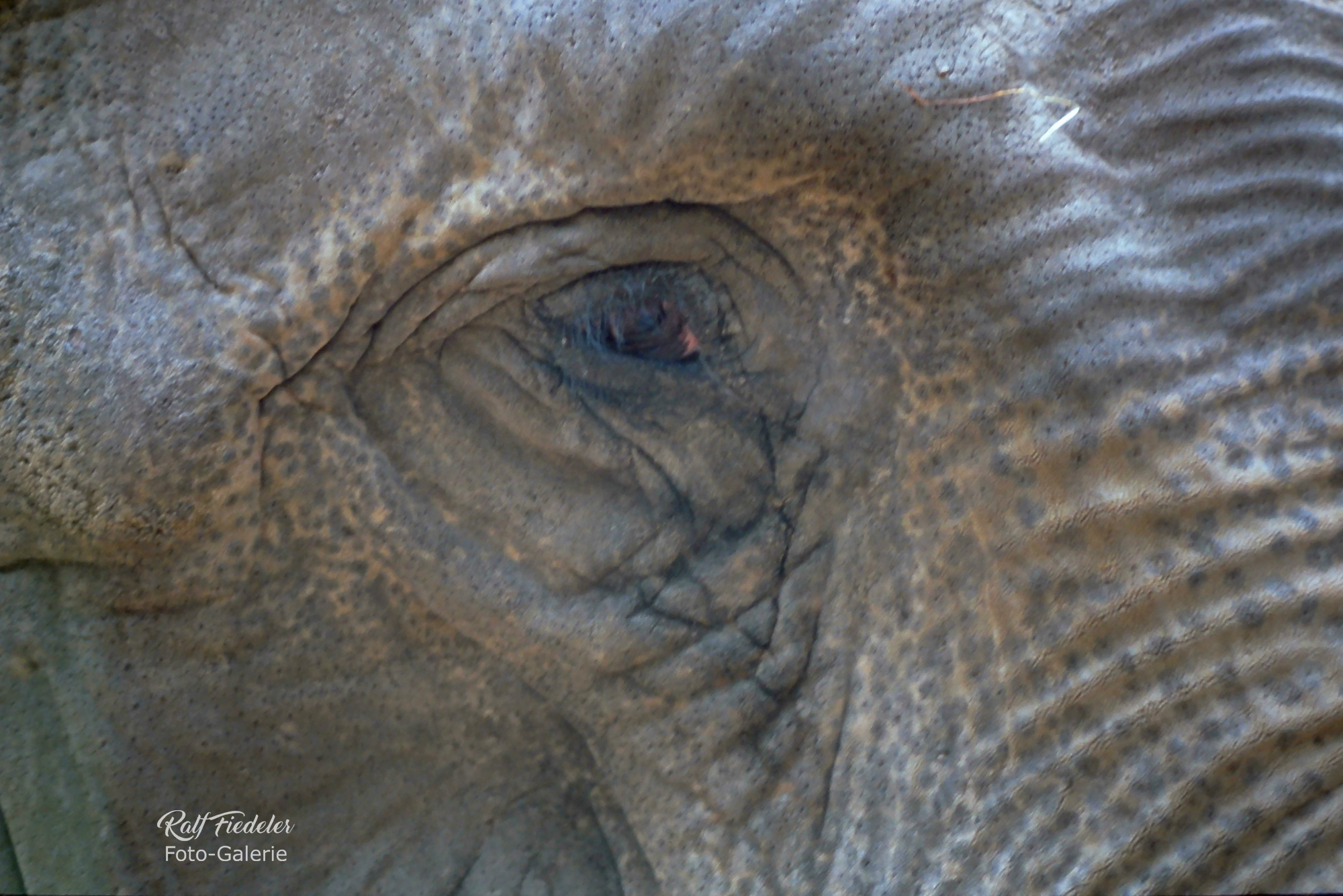 Das Auge vom Elefanten in Hagenbecks Tierpark in Hamburg