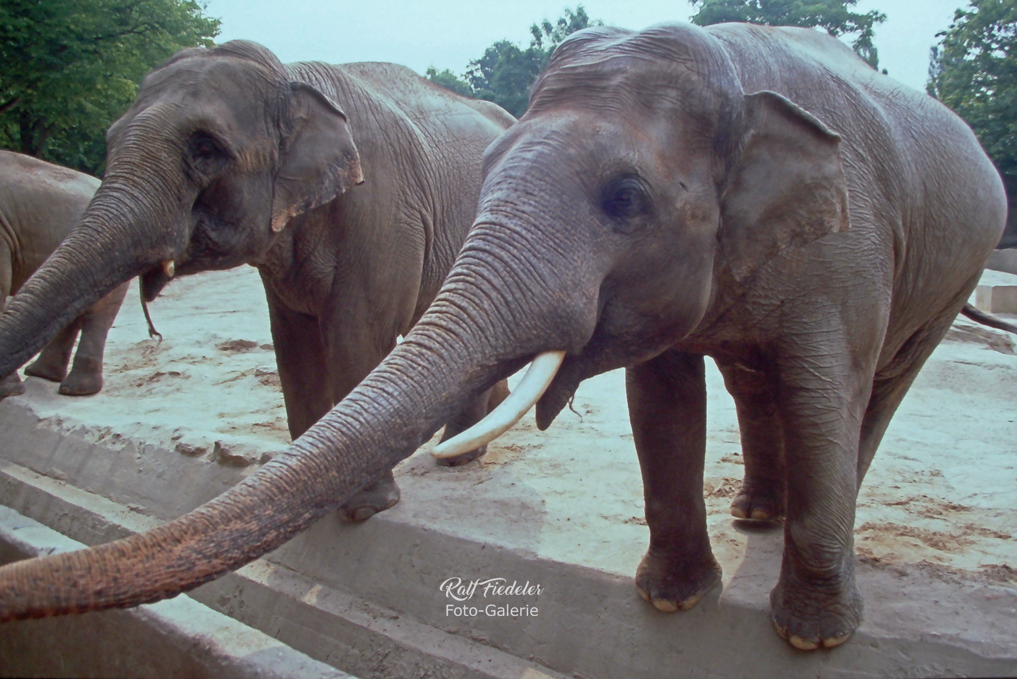 Elefanten mit langgesteckten Rüsseln in Hagenbecks Tierpark in Hamburg